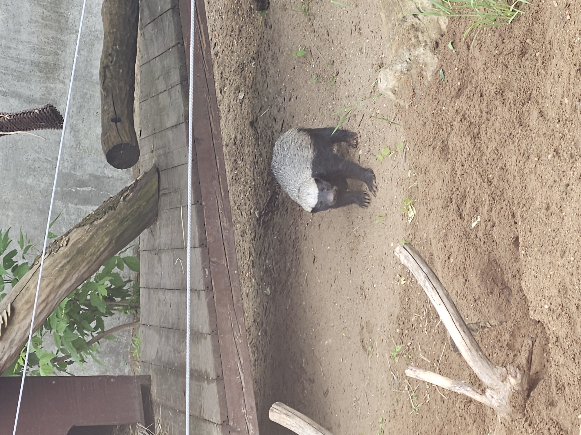 A honey badger is observed in a zoo enclosure. The enclosure features sand or dirt substrate, logs and wooden planks. The location is potentially the Moscow Zoo, Russia, given the possible origin of the image.