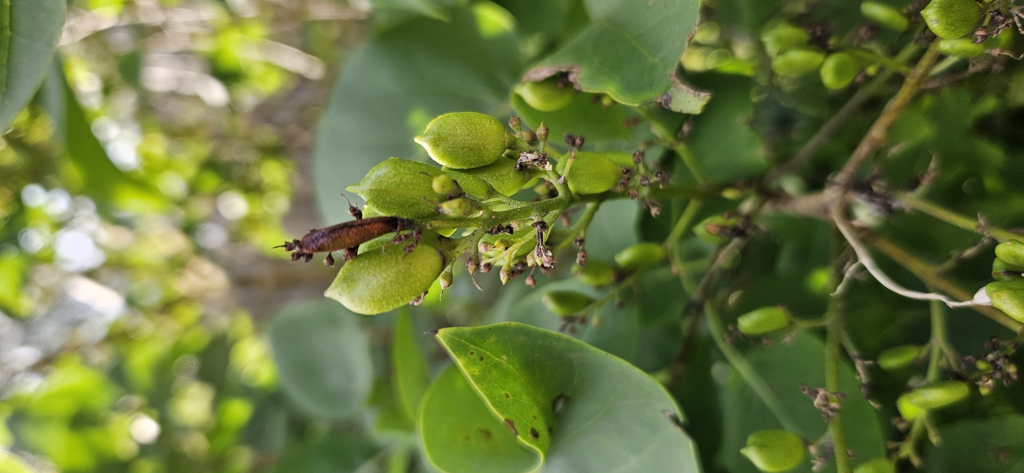 A macro photograph captures a cluster of small, light green, oval-shaped fruits on a branch. One of the fruits, positioned at the top of the cluster, is partially obscured by a dark brown, elongated object, possibly a seed pod or a dead insect. The branch is surrounded by blurred green leaves, suggesting an outdoor setting. The background is out of focus, with soft bokeh lights indicating a natural environment. The image does not provide any information about the city of Мазалаўскі сельскі Савет, Belarus.