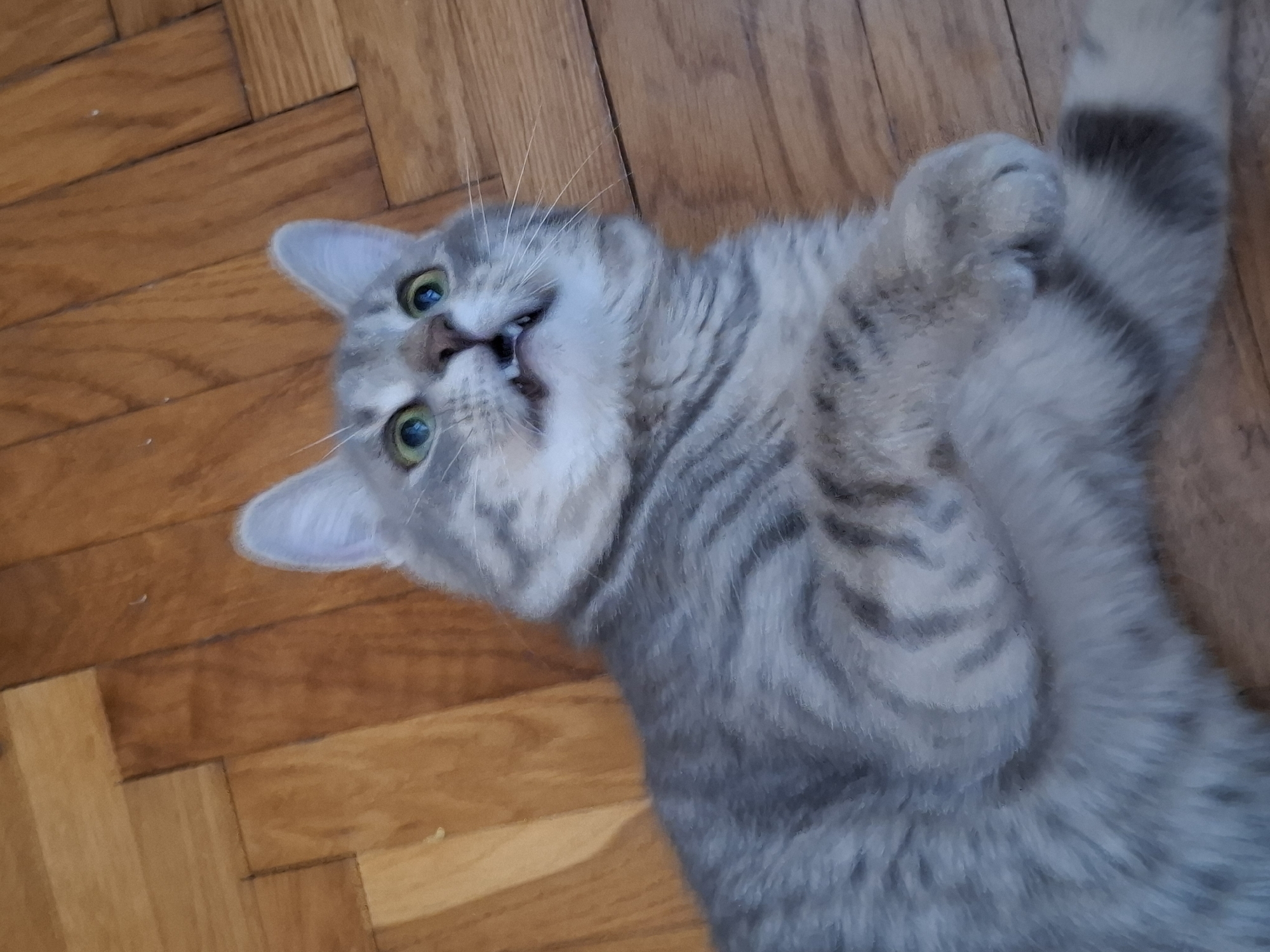 A gray tabby cat is lying on its back on a wooden floor. The cat's head is tilted to the side, and it is looking at the camera with its green eyes. The cat's mouth is slightly open, revealing its teeth. The floor is made of light brown wooden planks. The scene is located in Novi Sad, Serbia.