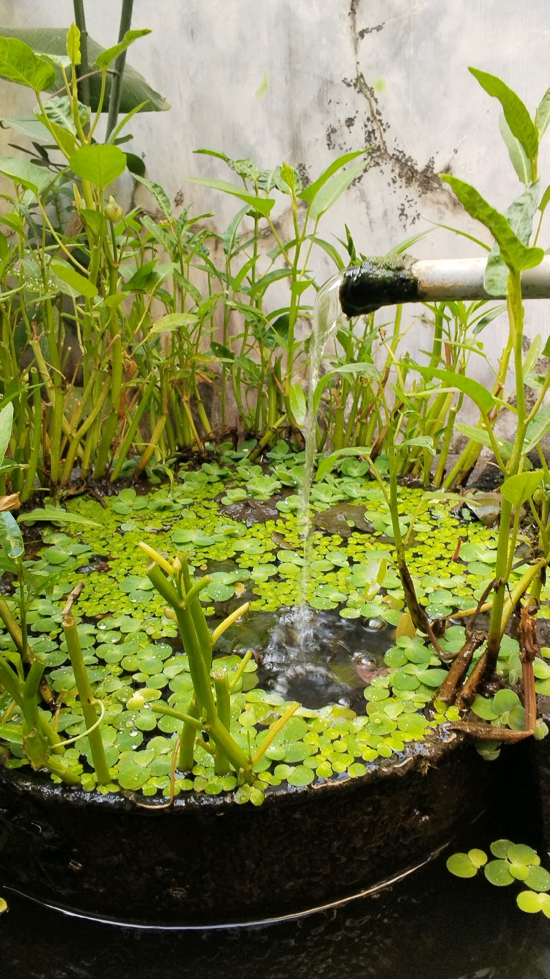 The image depicts a close-up view of a water feature, likely a small pond or planter, in Penompo, Indonesia. The water is covered with a dense layer of small, bright green floating plants, possibly duckweed or water lettuce. Several stalks of green vegetation, appearing to be water spinach (kangkung) due to their hollow stems and leaf shape, are emerging from the water. A metallic pipe is visible at the top right of the frame, from which water is actively flowing into the water feature, creating ripples and splashes. The background consists of a rough, textured concrete wall with some staining and discoloration. The overall scene suggests an outdoor setting, possibly a garden or backyard, where water is being supplied to aquatic plants.