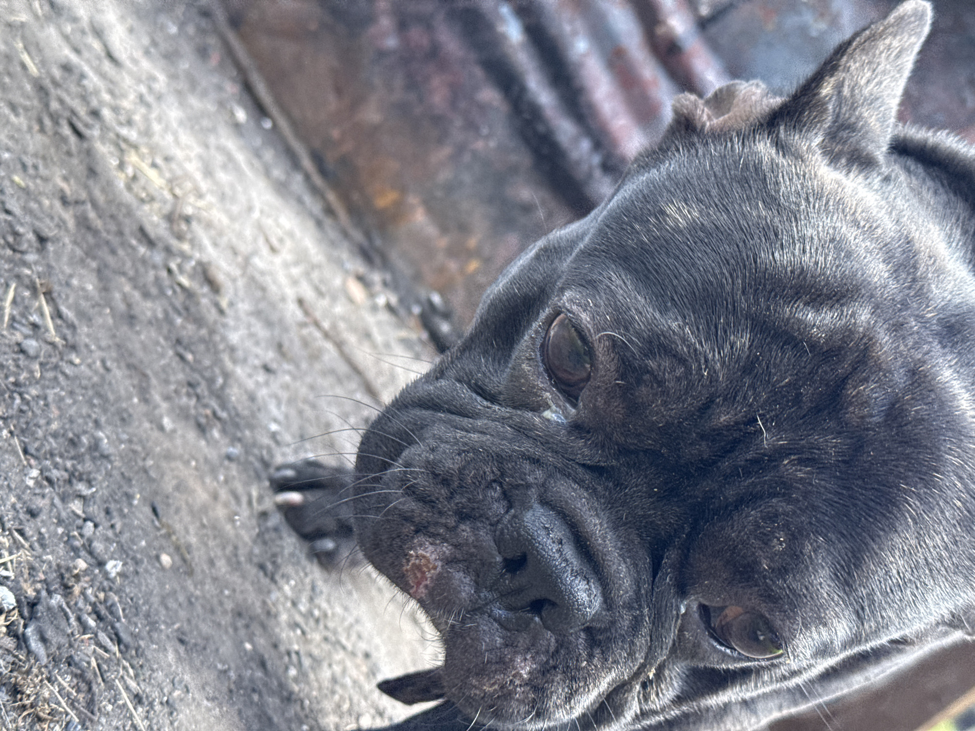 The image is a close-up, low-angle shot of a black French Bulldog. The dog is looking downwards and to the left, with its head tilted. Its fur appears dark and short. The dog's snout is wrinkled, and its nose is dark and wet. There is a visible abrasion or wound on the dog's lower lip. The dog's eyes are dark and partially obscured by its fur.
The background is out of focus, but appears to be an outdoor environment. To the left of the dog, there is a textured, metallic-looking surface with horizontal lines and patches of rust or discoloration. This could be part of a structure or an object. The ground in front of the dog is rough and uneven, composed of dirt, gravel, and small stones. Some dry, straw-like debris is visible on the ground.
The lighting suggests it is daytime, with natural light illuminating the scene. The overall impression is that the dog is in a somewhat rough or industrial outdoor setting, possibly in a yard or an alleyway. The image does not contain any elements that would specifically place it in Rusalevka, Russia.