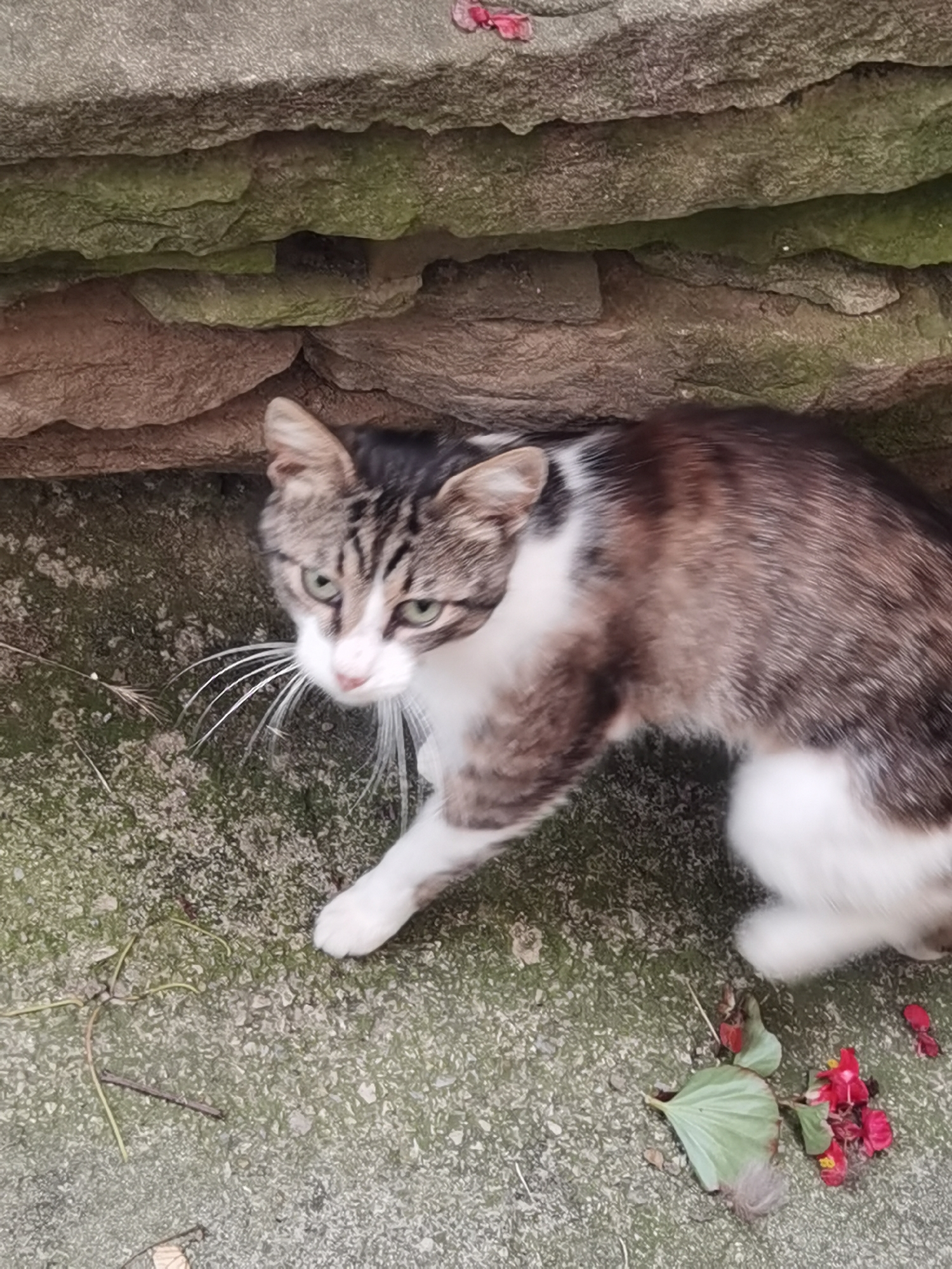 A domestic cat with tabby and white markings is positioned on a textured concrete surface next to a low stone wall. The cat is looking towards the viewer with green eyes and long white whiskers. Its body is partially obscured by its posture, with its front paws visible. Scattered on the concrete are small red flower petals and a green leaf. The stone wall behind the cat appears weathered and has patches of moss. The background suggests an outdoor urban environment.