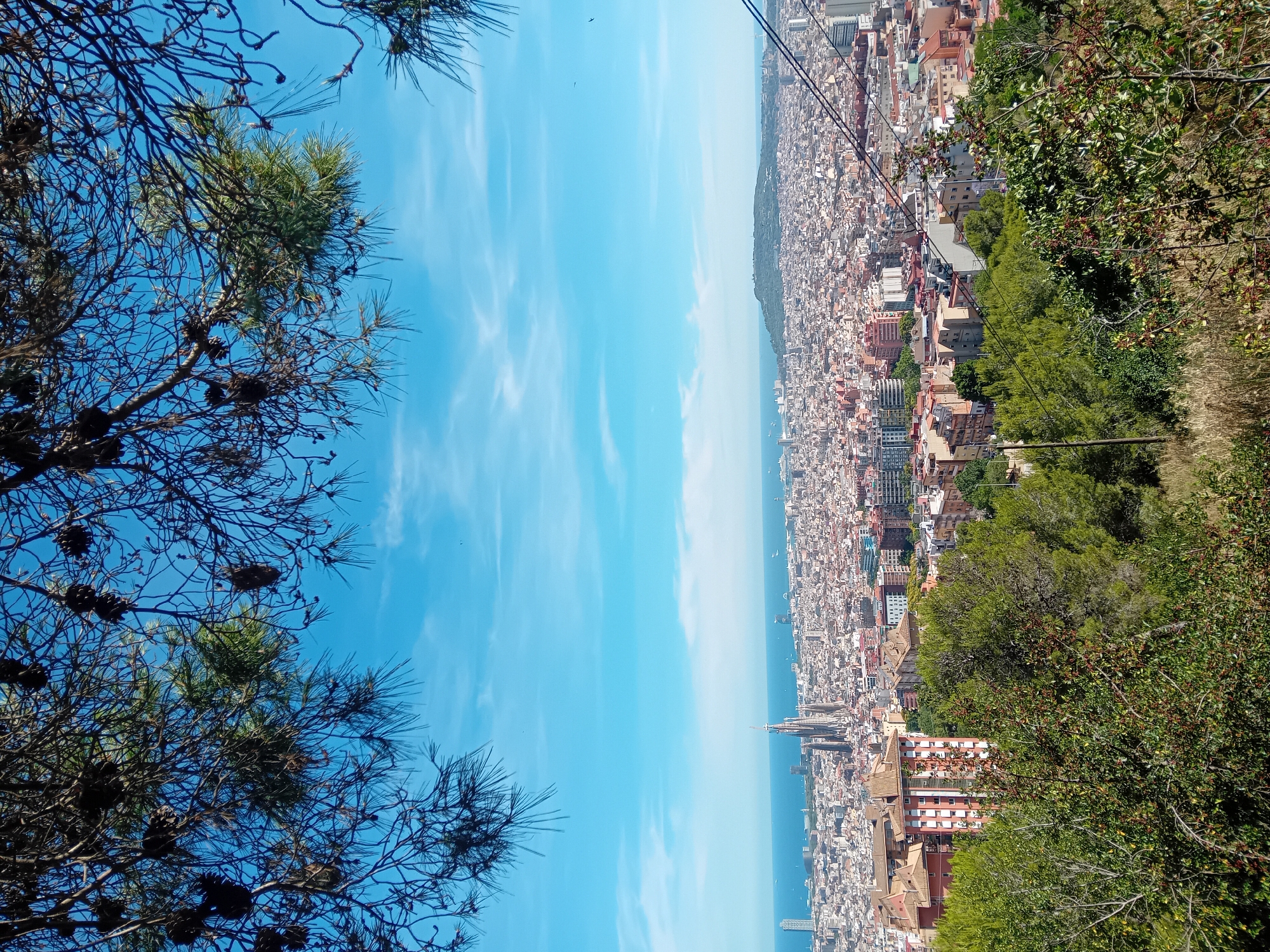 This is a high-angle, wide shot of Barcelona, Spain, viewed from a hillside overlooking the city. The foreground is dominated by the branches of a pine tree, with its dark cones and needles obscuring parts of the sky and the city below. In the mid-ground, lush green trees and bushes are visible, with a large, multi-story building with a tiled roof and reddish-orange walls situated amongst them. The city of Barcelona stretches out in the background, a dense expanse of buildings with terracotta roofs, nestled against the sea. Prominently featured in the cityscape is the Sagrada Familia, its distinctive spires reaching towards the bright blue sky, which is scattered with wispy white clouds. The Mediterranean Sea borders the city on the left. The overall impression is a panoramic view of a vibrant city on a clear day, framed by natural elements.