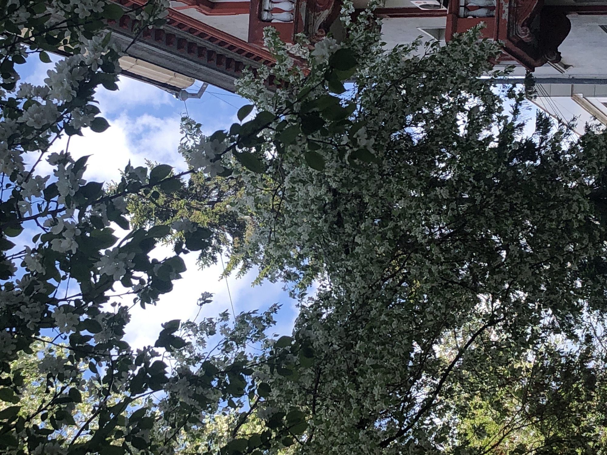The image depicts a view looking upward through flowering trees towards a building and the sky in Unknown, Unknown. The branches are laden with white blossoms and green leaves. The building's architecture has ornate, reddish-brown detailing. The sky is blue with scattered white clouds.