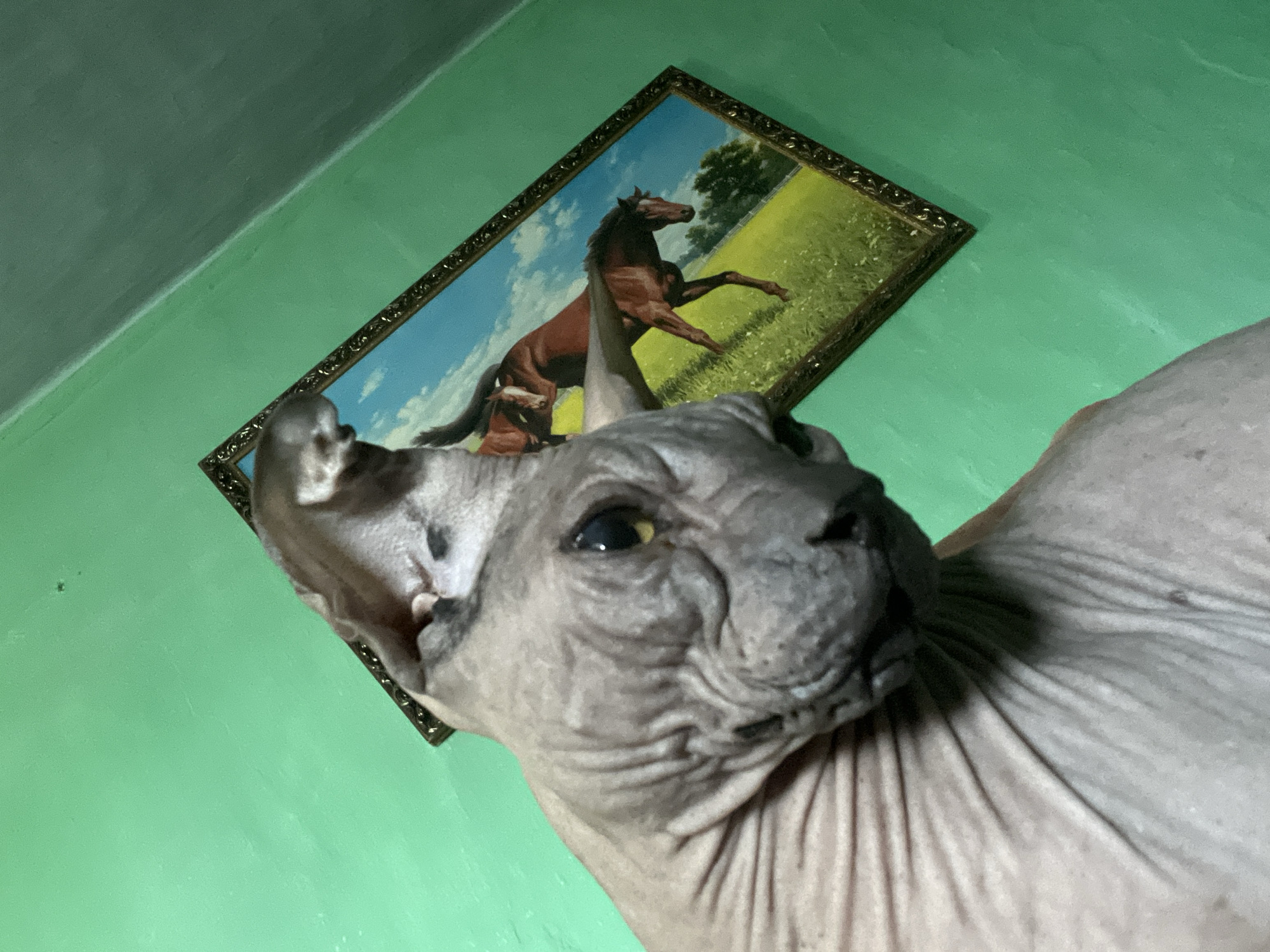 The image shows a close-up of a hairless cat, likely a Sphynx, in the foreground. The cat's skin is wrinkled, and its eye is visible and yellow. In the background, a framed painting of horses in a field hangs on a bright green wall. The painting is at an angle, suggesting it is on a wall that is not perfectly flat or that the photo is taken from a skewed perspective. The environment appears to be indoors, possibly a home. There is no discernible information that would allow for the specific location within Nizhny Tagil, Russia.