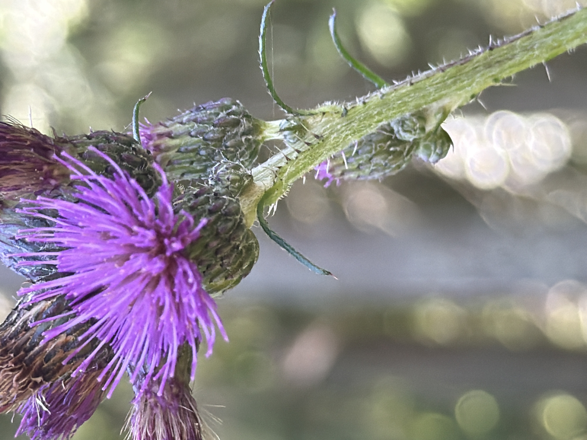 The image is a close-up, macro photograph of a purple thistle flower and its stem. The flower is in focus, with its spiky purple petals and brown center clearly visible. The stem is green and covered in sharp spines, with several undeveloped buds also present. The background is softly blurred, suggesting a natural environment with trees and light filtering through the leaves. There are no people or animals present in the image, nor any indications of human activity or urban settings. The photograph captures the intricate details of the plant's structure and texture. There is no information in the image to indicate the location is in Ushaki, Russia.