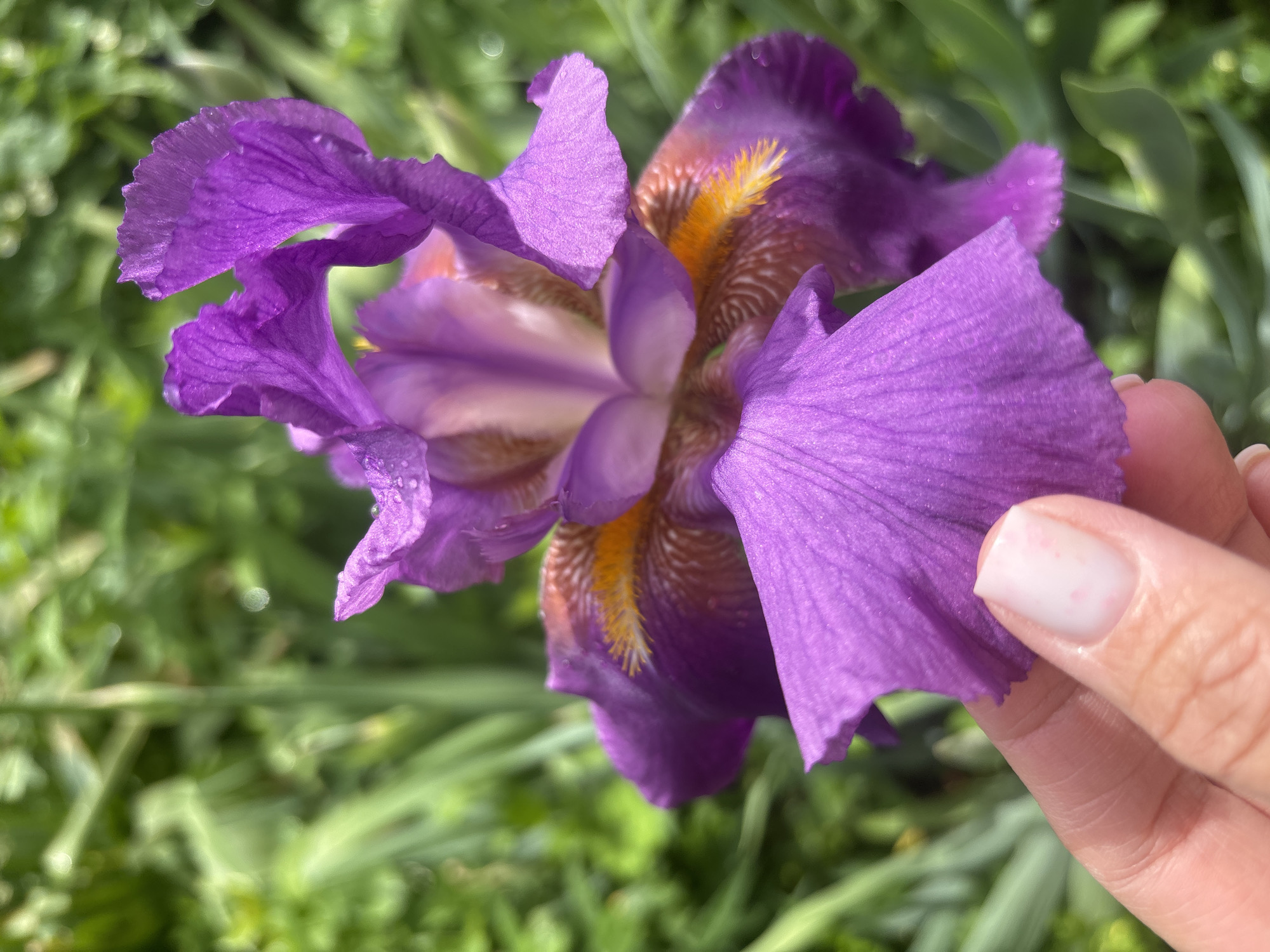 A medium close-up shot reveals a vibrant purple iris flower. The iris is in full bloom, its petals displaying intricate textures and varied hues of purple. The central part of the flower exhibits a mix of yellow and brown patterns. Tiny water droplets are visible on some of the petals, suggesting recent moisture. A person's hand is gently holding the edge of one of the lower petals. The fingernail of the index finger is visible and is painted with a light pink nail polish with small red dots. The background is blurry, consisting of green foliage. The image was taken in Chaikovsky, Russia.