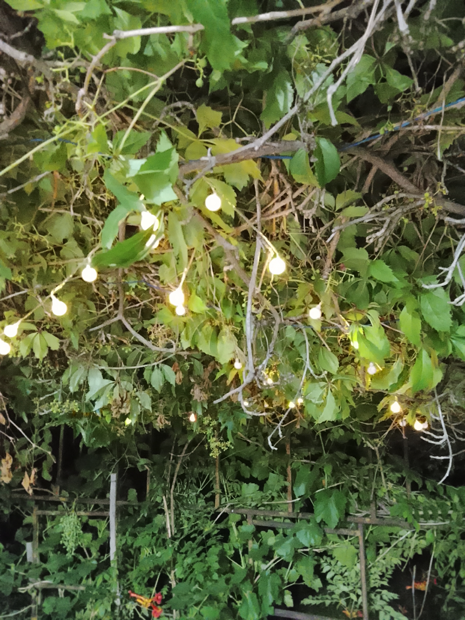 The image depicts a dense canopy of green foliage, likely from a vine, interwoven with thin branches. String lights, each emitting a warm yellow glow, are scattered throughout the greenery. The lighting suggests it is either dusk or nighttime, creating a somewhat ethereal and festive atmosphere. The overall scene appears to be an outdoor setting, possibly a garden or patio area. No people or specific landmarks within Жалпақсай, Kazakhstan are visible in this image.