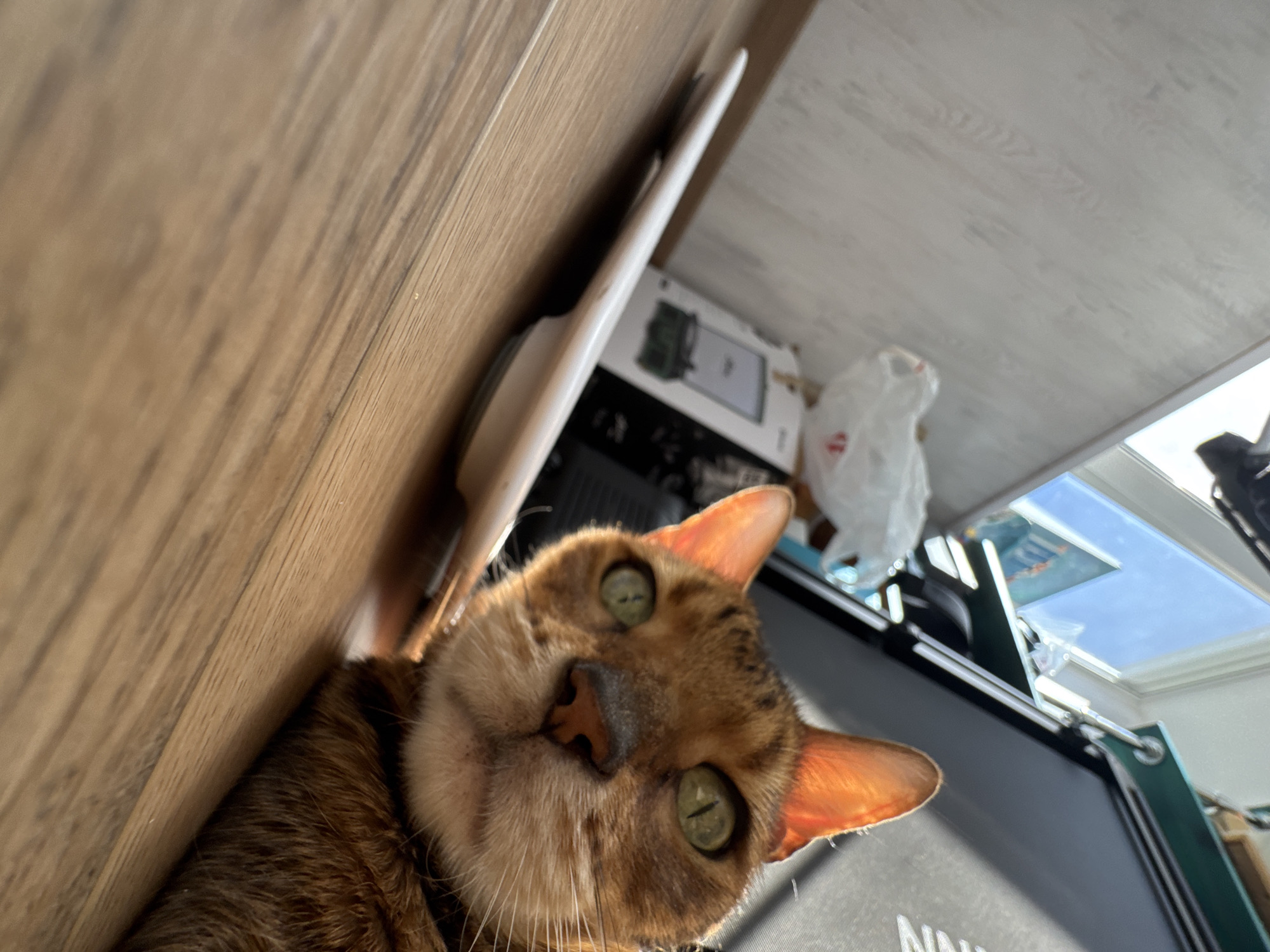 A close-up, low-angle shot focuses on a brown and tan tabby cat with green eyes. The cat's face is the primary subject, with its nose centered and its ears perked up. The background includes a light brown wooden surface on the left, and a white surface above the cat. Behind the cat, there is equipment that appears to be a treadmill and a window showing a blue sky. A white plastic bag is also visible. The image does not allow to infer the location of the city.