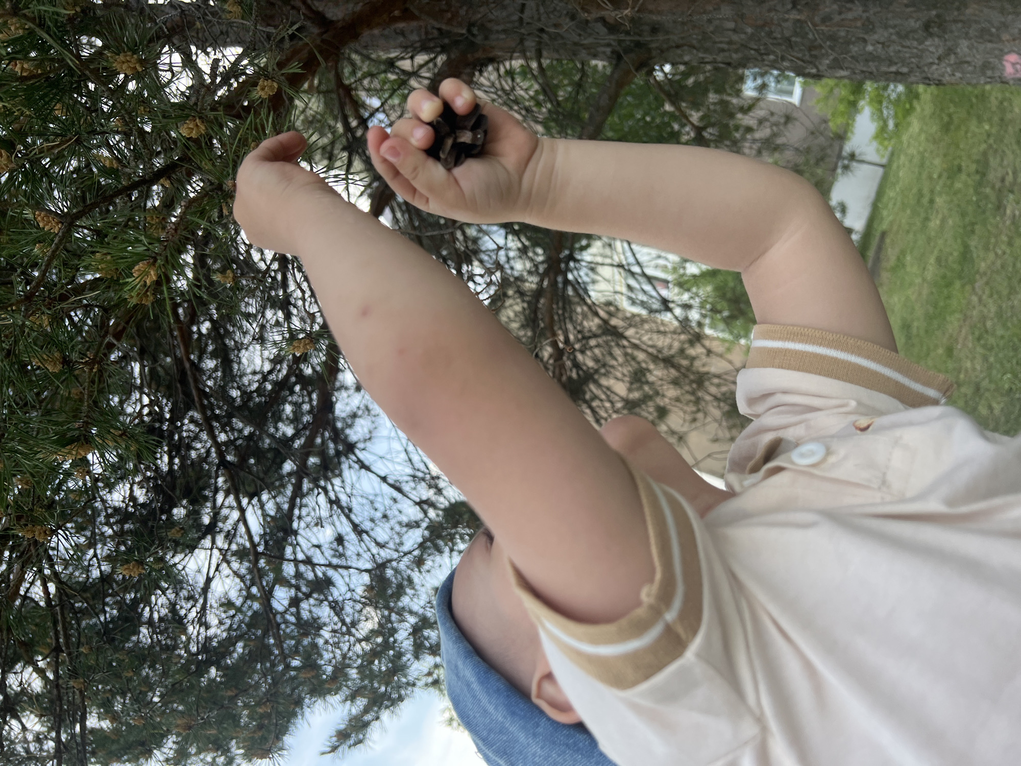A young child wearing a light-colored shirt with a striped collar and a blue hat is reaching up to a tree, holding a pine cone in their right hand. The tree branches are visible above and to the left of the child, with a background including a building and greenery, possibly in the city of Марковский, Russia. The scene appears to be outdoors during the daytime.