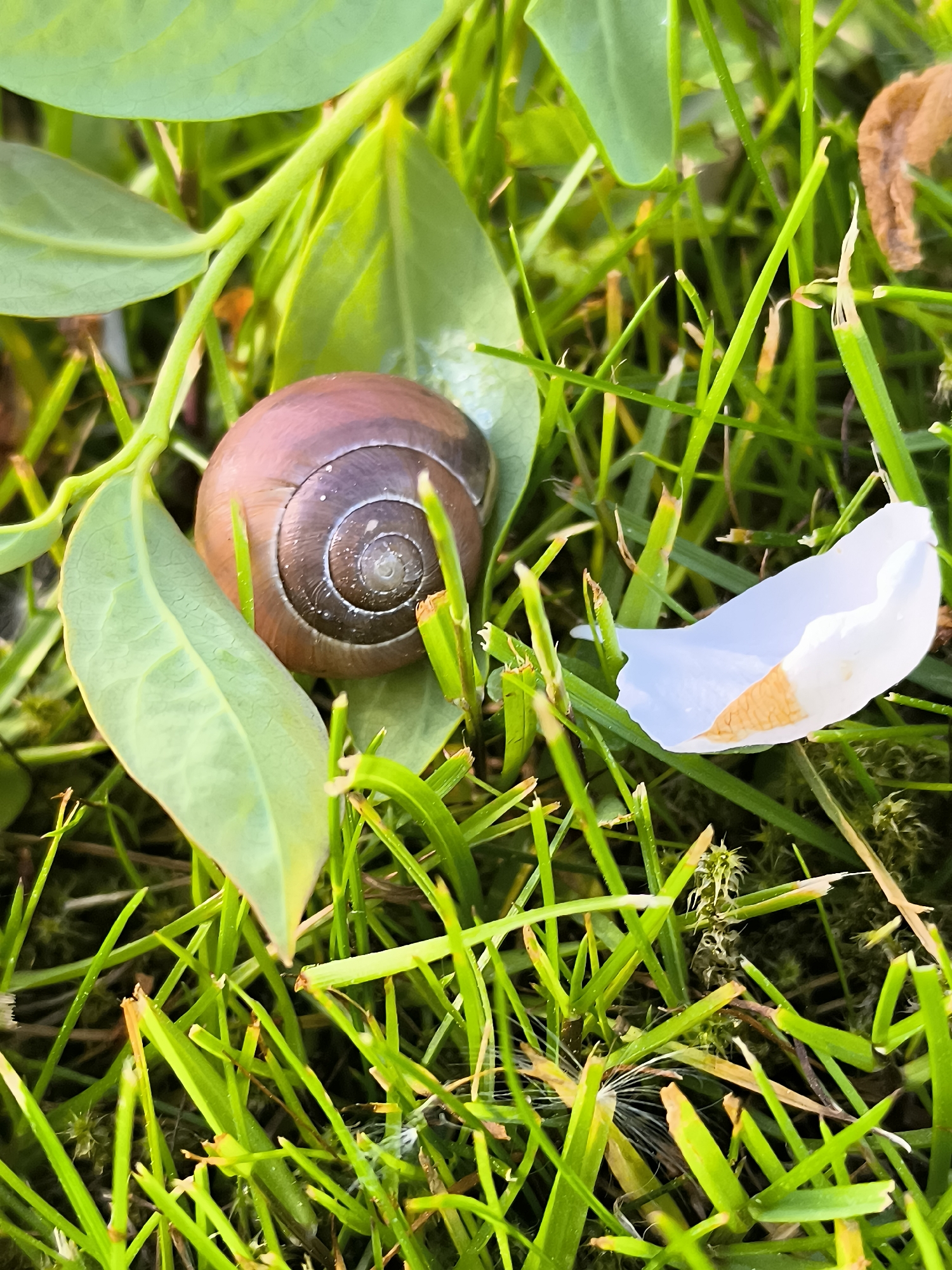A snail rests on green grass and a leaf in an outdoor setting, seemingly in a garden or lawn. A white petal is nearby on the grass. The location in the city is unknown.