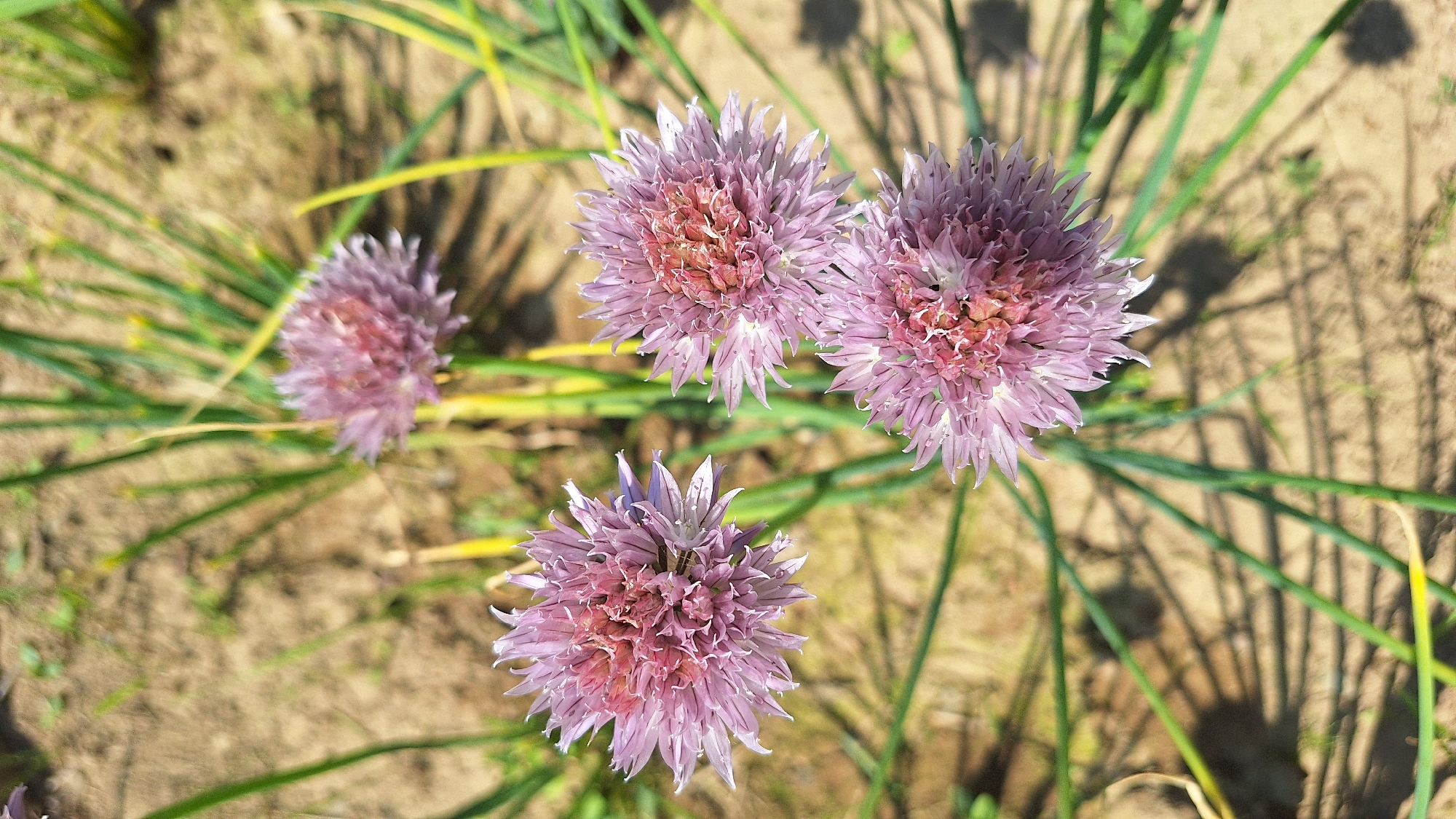 In Nogliki, Russia, a close-up, top-down shot captures a cluster of three blooming chive flowers (Allium schoenoprasum) against a backdrop of dry, sandy soil and sparse green foliage. The chive blossoms, predominantly light purple with hints of pink at their centers, are spherical and radiate delicate, thin petals. Their stems are slender and green, curving outwards. The sun casts distinct shadows from the chive plants onto the soil. The ground appears dry and textured, with scattered dry vegetation and some green shoots emerging. The image is brightly lit, suggesting it was taken during daylight hours. There are no people or animals visible in the scene.