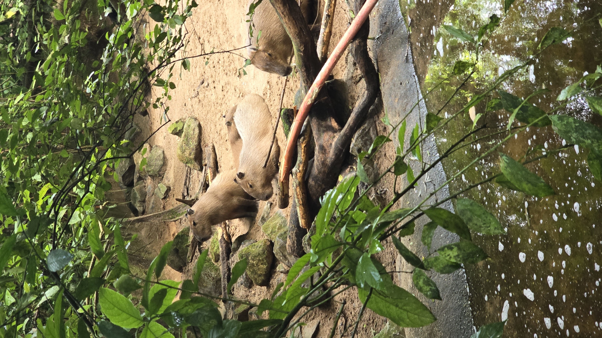 The image shows a group of capybaras resting on sandy ground near a body of water. The environment is lush and green, with trees and foliage overhead. There are several capybaras visible, some sitting up and others lying down. The water in the foreground is murky with some white foam on the surface. The scene appears to be in an outdoor enclosure, possibly a zoo or wildlife park. The specific location in Arnhem, Netherlands is not identifiable from the image alone, but it is consistent with environments found in zoos like Burgers' Zoo.