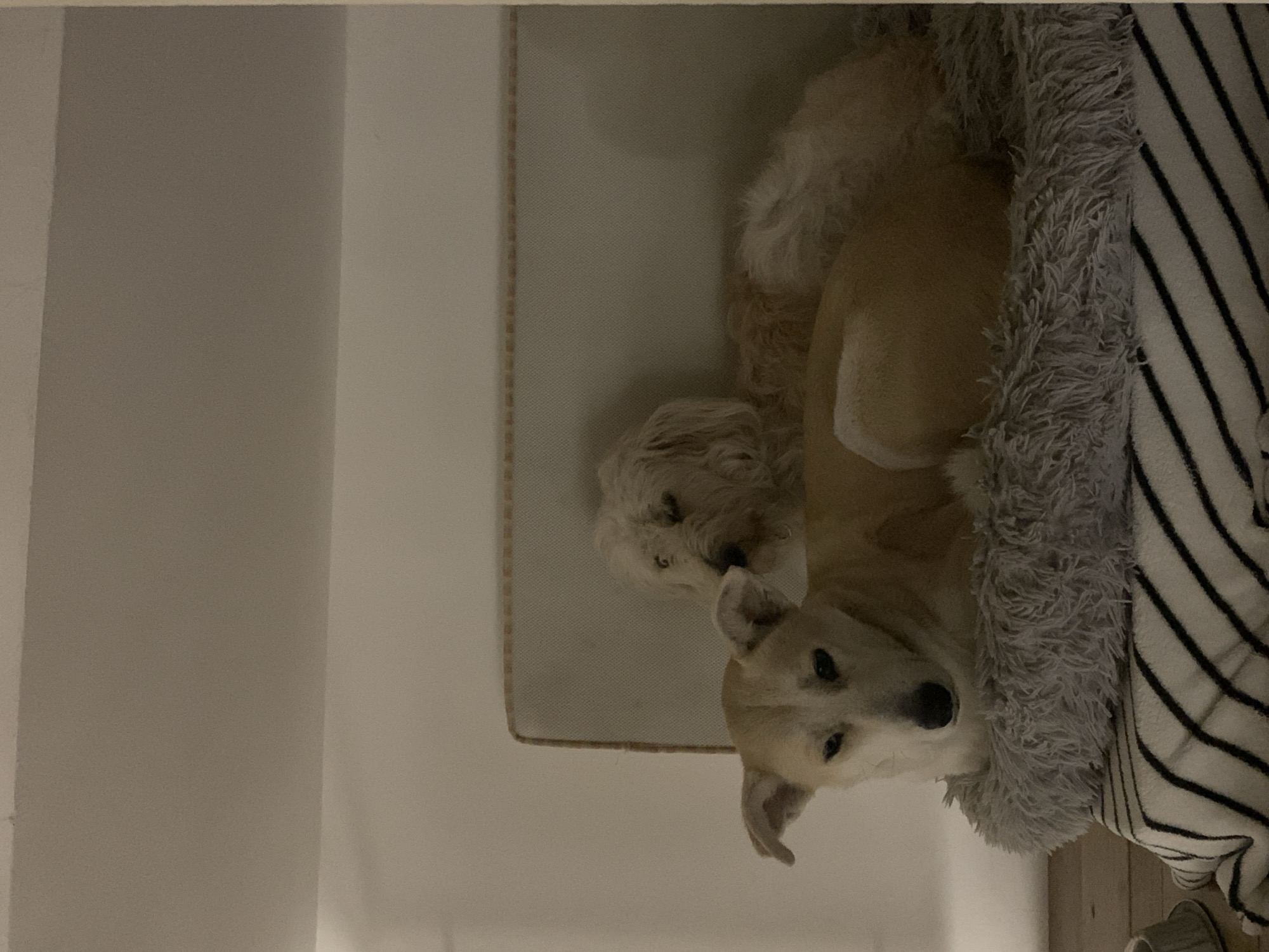 Two dogs are lying in a dog bed. One dog is light tan and is lying on top of a white, fluffy dog. The dog bed is grey and white striped with a fuzzy grey border. The background is a white wall. The location cannot be determined from the image.
