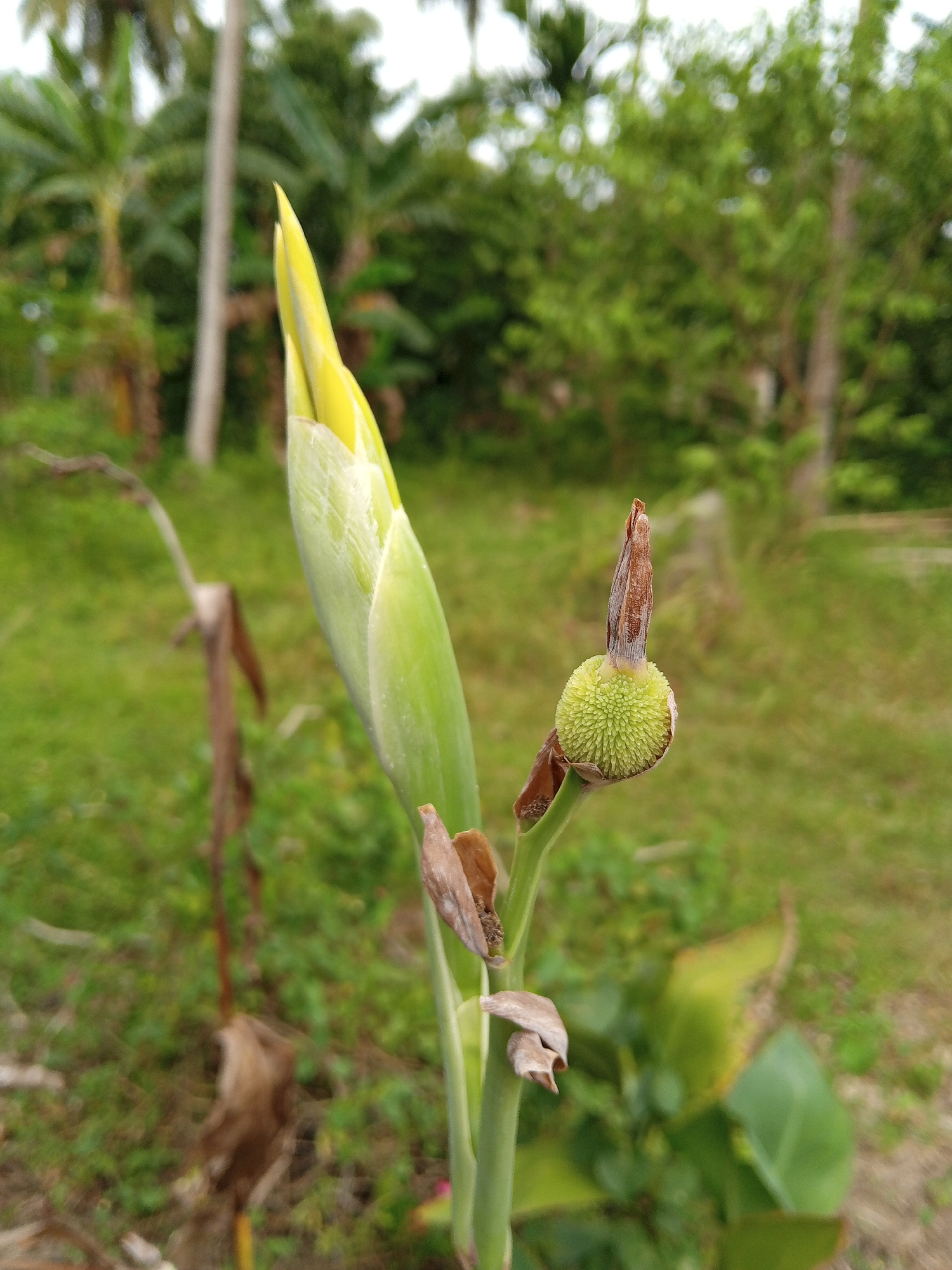 A close-up shot taken in Palohigeuh, Indonesia, focuses on a tall green plant with a partially opened yellow bloom at its top. To the side of the main stalk, a smaller, round, light green seed pod with a textured surface is visible. This pod is attached to the stem, and above it is a dry, brown, pointed structure. Scattered around the base of the plant are dead, brown leaves. The background consists of a blurry expanse of green grass, trees, and vegetation, indicating a natural outdoor setting. A few trees are faintly discernible in the distance.