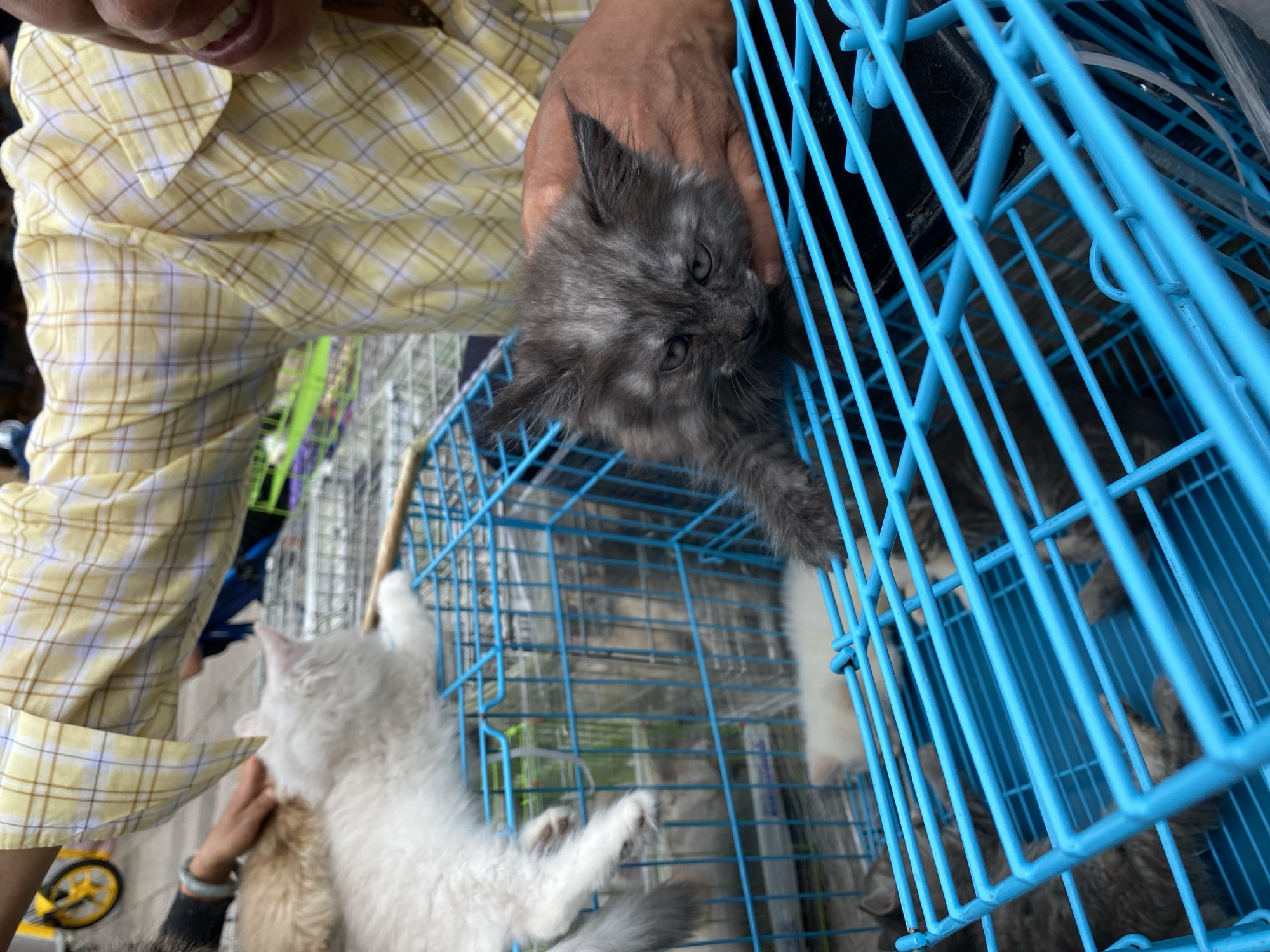 The image appears to be taken at an outdoor market in Kunming, China, likely a pet market, given the presence of multiple cages containing cats. In the foreground, a bright blue metal cage is visible, housing several kittens. One gray, long-haired kitten is being held by a person whose arm and hand are visible entering the cage from the right. The kitten has large ears and its eyes are partially closed, giving it a sleepy or wary expression. Behind this kitten, other cats, including a white one and several gray ones, are in the same cage or adjacent cages. In the background, a person wearing a yellow plaid shirt is partially visible, with their arm extended. Another person's hand with a jade bracelet is seen gently petting a white cat in a different cage. A yellow bicycle wheel is also visible in the upper left corner of the image, suggesting an urban setting. The overall impression is of a bustling market environment where animals are being sold.