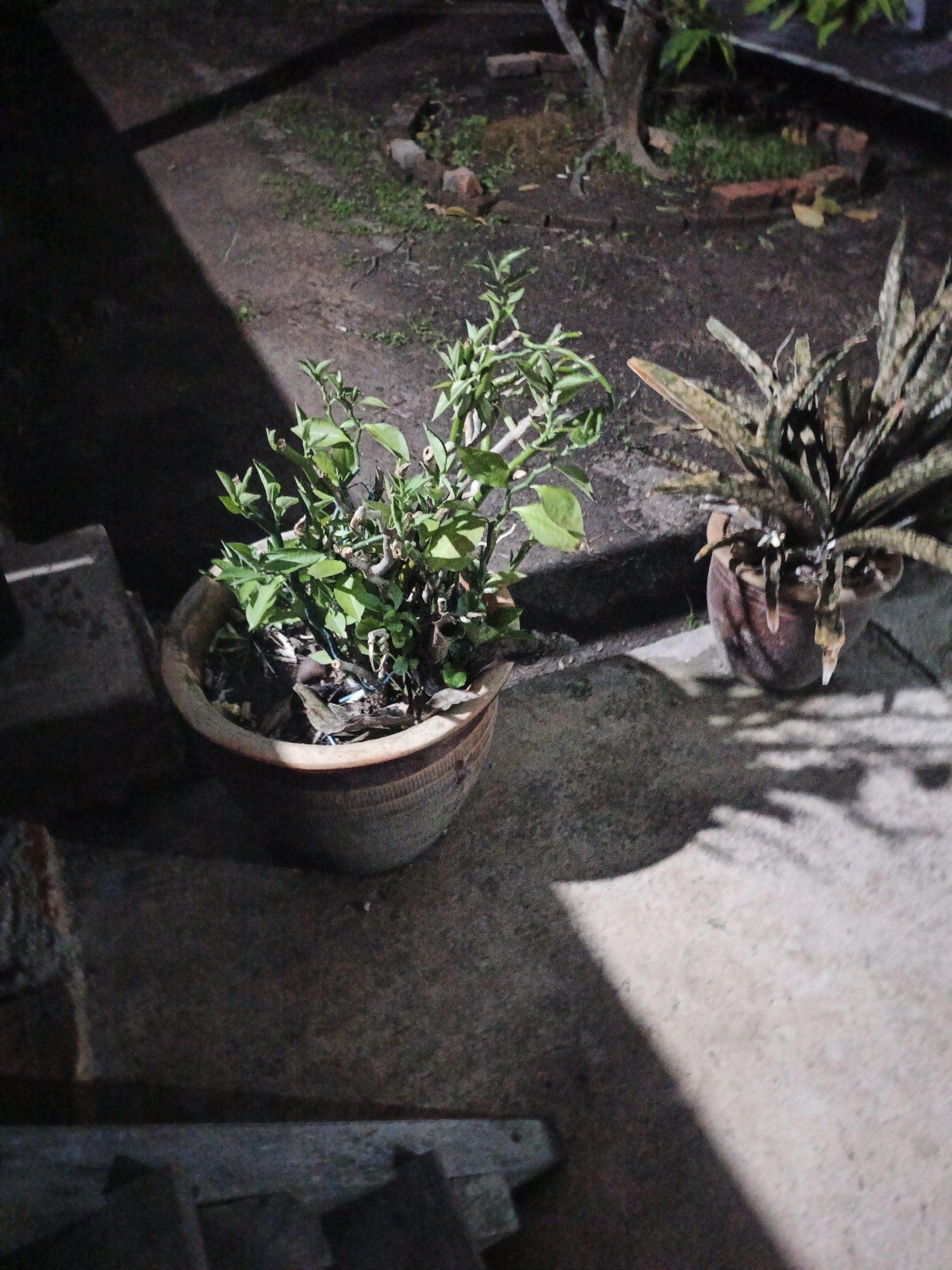 This is a nighttime, eye-level, medium shot of a courtyard in Kelapapati, Indonesia, featuring two potted plants. On the left is a smaller, leafy green plant in a light-colored, wide-mouthed pot. To the right of it, in a darker, narrower pot, is a mature Sansevieria plant, also known as a snake plant. The ground is a mix of dirt and concrete, with some grass patches visible. The scene is illuminated by artificial light, casting long shadows from the plants and a structure on the left, which appears to be a wall or building facade. The overall impression is one of a dimly lit outdoor space, possibly a garden or patio area, with a focus on the two distinct plants.