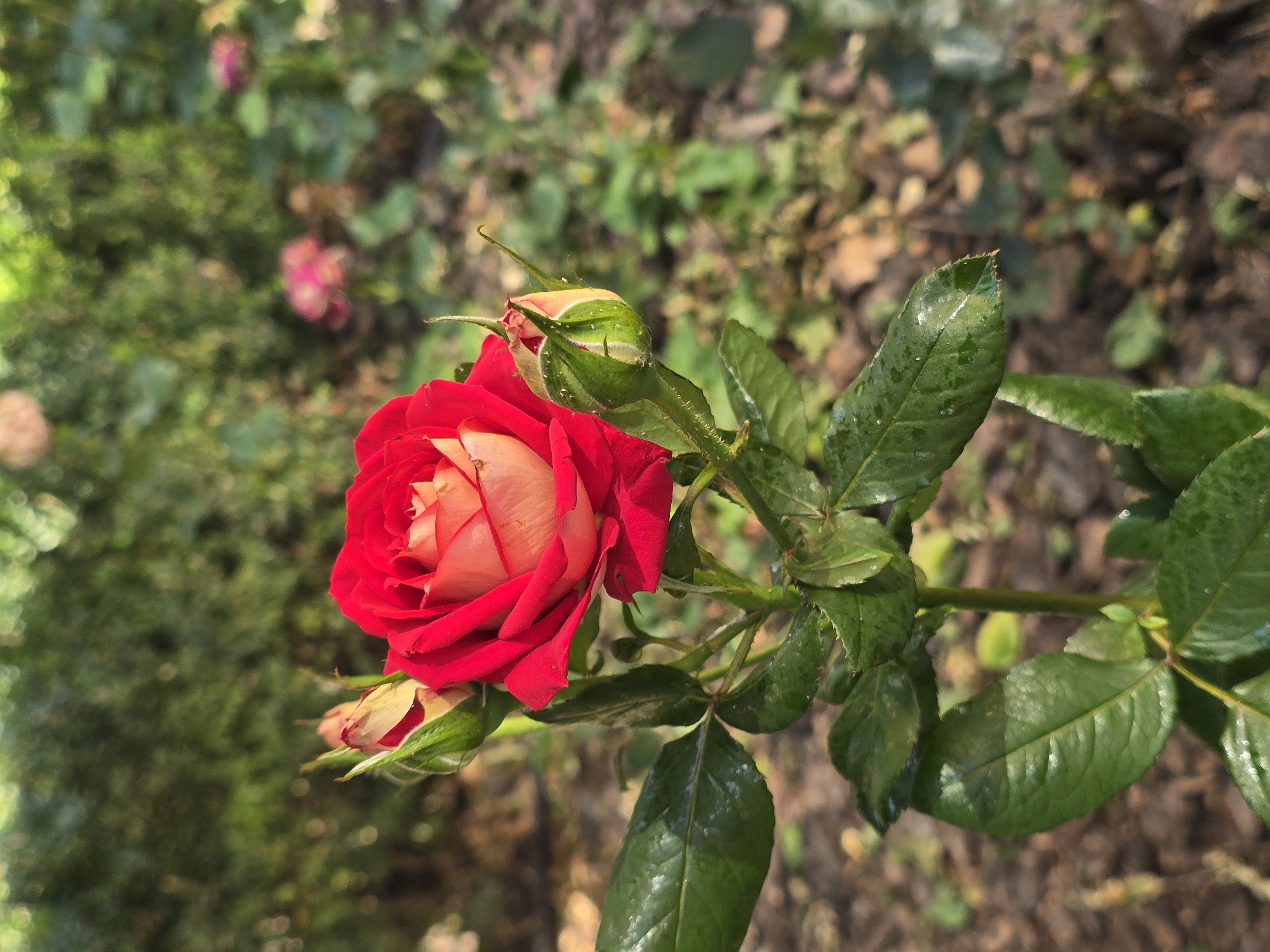 A close-up, slightly angled, outdoor photograph captures a vibrant red rose in bloom, situated in the foreground. The rose is the primary subject, with its petals unfurling to reveal a lighter, creamy pink center. Two rose buds, one partially open and showing its pale inner petals, and another tightly closed, flank the main bloom. The rose and its buds are attached to a green stem adorned with several dark green leaves, some of which glisten with water droplets, suggesting recent rain or watering.
The background is softly blurred, creating a bokeh effect. It consists of a dense green hedge or shrubbery, with out-of-focus hints of pink flowers further back. The ground in the background appears to be covered with fallen leaves and mulch, illuminated by dappled sunlight. The overall scene suggests a garden setting.
The image was taken in Sofiivska Borshchahivka, Ukraine. No people or specific actions are depicted. The focus is solely on the natural beauty of the rose.