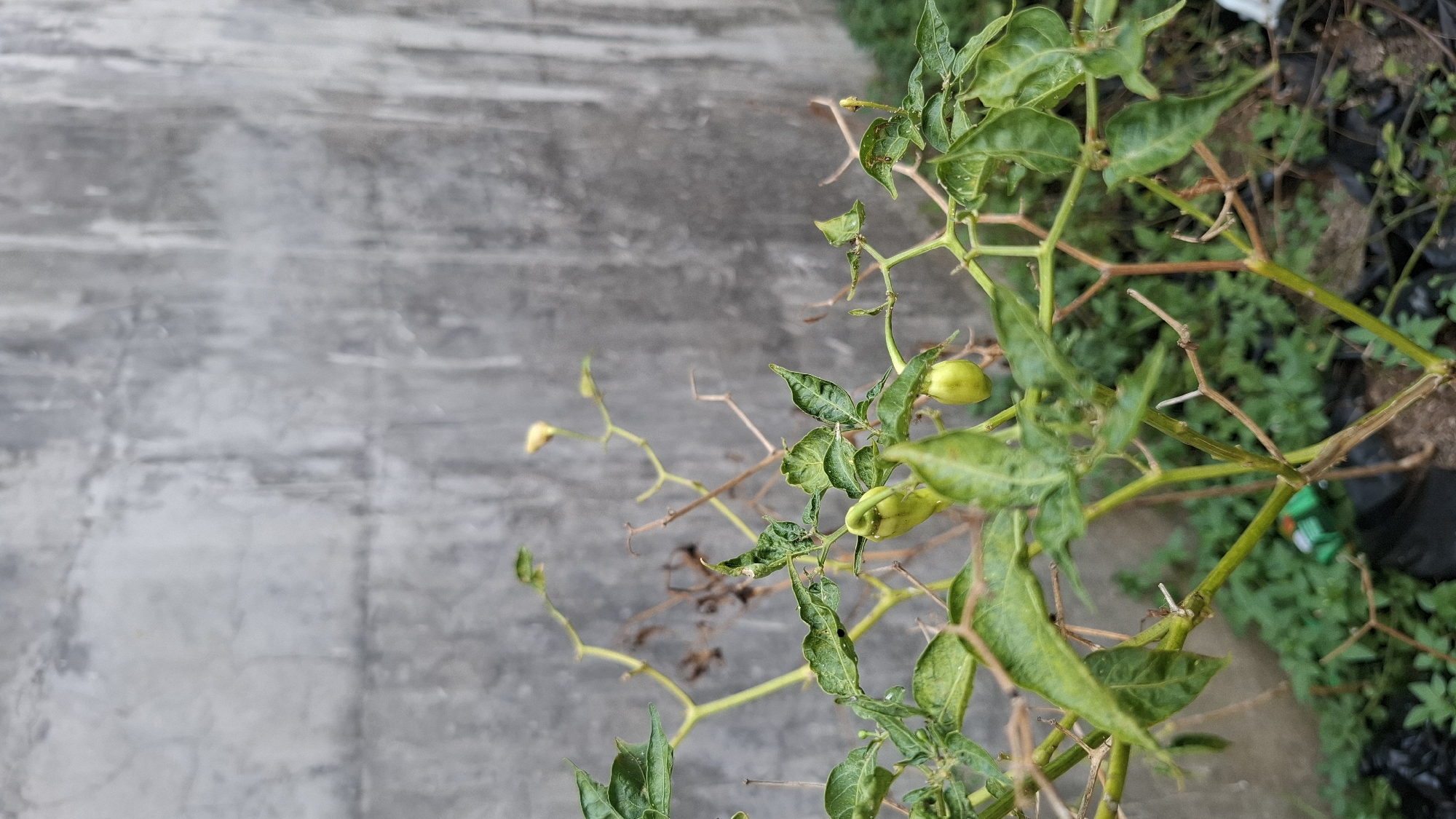 A close-up shot captures a chili plant with several small green chilies and wilting leaves against a rough, weathered concrete wall. The plant's branches are a mix of green and brown, with some dried-out stems visible. The background is slightly blurred, showing the textured gray wall and some out-of-focus green foliage at the bottom right. The scene appears to be outdoors, possibly in a backyard or garden area within Ciharashas, Indonesia. No people or specific actions are depicted.