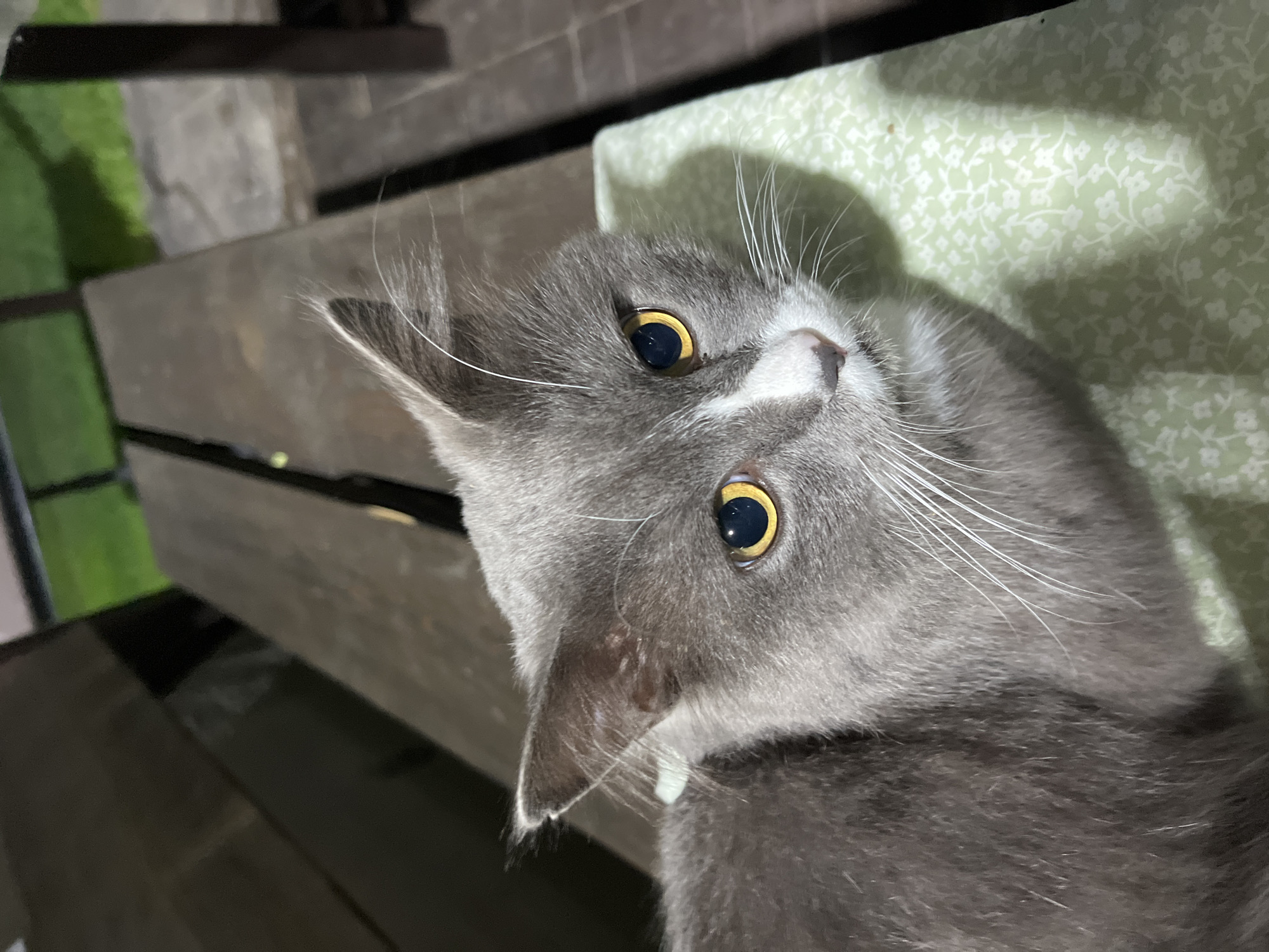 A medium shot image shows a gray cat with bright yellow eyes and white whiskers looking towards the camera. The cat is resting on a light green fabric with a small floral pattern. The background consists of dark wooden planks, possibly part of a picnic table or bench. Beyond the wooden structure, a patch of green grass is visible, suggesting an outdoor setting. The lighting indicates it is evening or dusk. There is no indication of Saratov, Russia.
