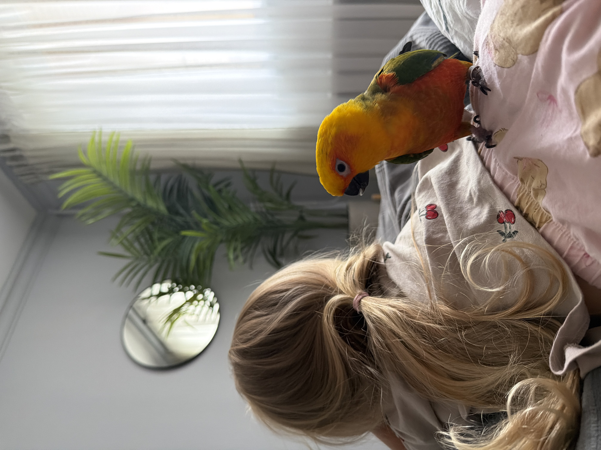 A sun conure parrot with bright yellow, orange, and green plumage stands on the bedspread near the back of a young blonde child. The child is facing away from the camera, with their hair in a low ponytail. The child is wearing a light-colored shirt with a cherry pattern. The background shows a light gray wall with a round mirror and a potted palm plant. White sheer curtains are visible on the right side of the frame. The image appears to be taken indoors, likely in a bedroom. The location in the city of Khimki, Russia is not discernible from the image.