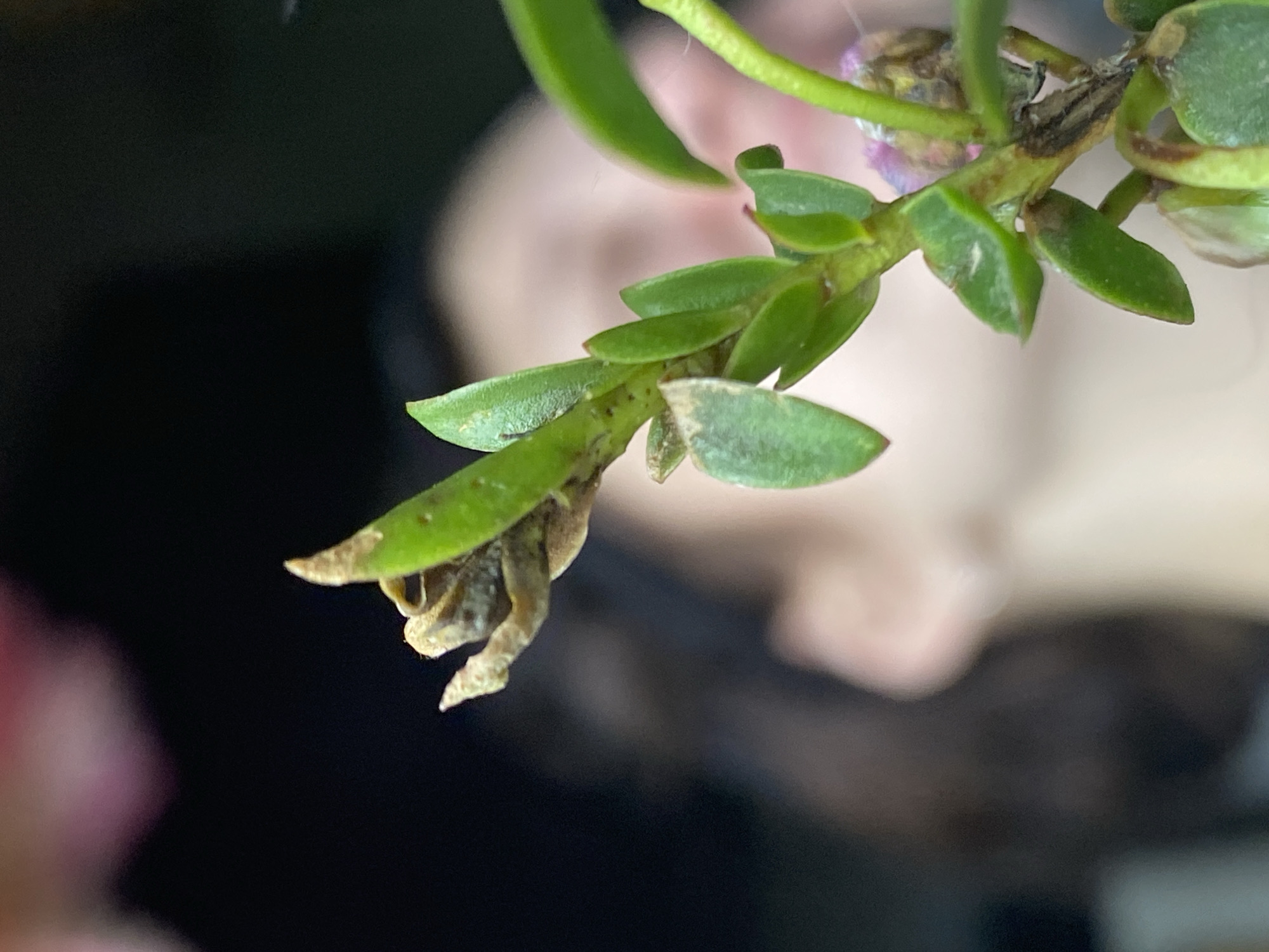 A close-up photograph captures a section of a plant stem with multiple small, green, ovate leaves. The plant exhibits signs of some desiccation, with several leaf tips and edges displaying brown discoloration. At the upper left, a shriveled, brown, and textured structure, possibly a dried flower bud or damaged plant growth, is prominently visible. The stem itself is a mix of green and reddish-brown hues. In the highly blurred background, a human face is discernible, oriented towards the left, with fair skin and dark hair. An ear is partially visible on the right side of the blurred facial outline. The lighting appears soft, illuminating the foreground plant clearly against the indistinct background. The exact location within the city of Chaikovsky, Russia, cannot be determined from the visual information present in this image.