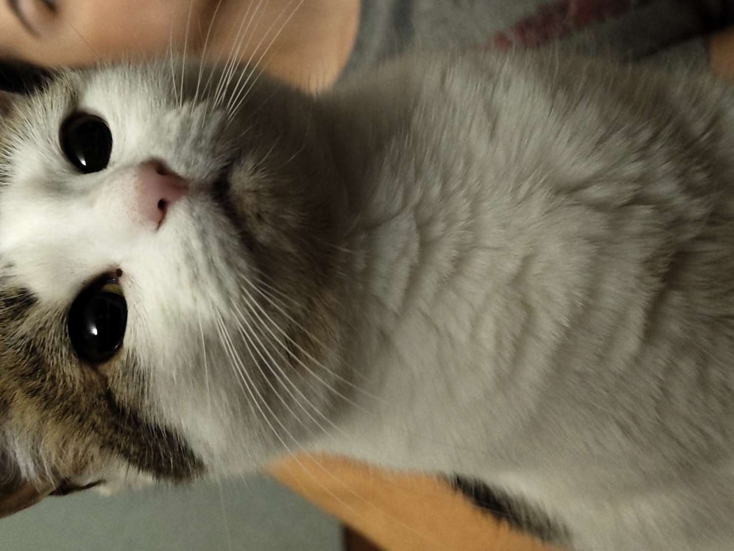 A close-up, indoor, head-and-shoulders shot focuses on a white and brown tabby cat. The cat's large, black eyes are prominent, and its pink nose is visible. White whiskers fan out from its muzzle. The cat's fur is light-colored, with patches of brown tabby markings on its head and subtle tabby stripes visible on its chest. The background is blurred and appears to be a wall or indoor environment. A portion of a human's face, including part of an ear and cheek, is visible in the upper right corner of the image, out of focus. Another person's arm or shoulder, covered in an orange garment, is visible on the left side of the frame, also out of focus. The lighting is dim, creating a soft focus effect on the entire scene. The image is a still photograph with no discernible action or interaction beyond the static pose of the cat.