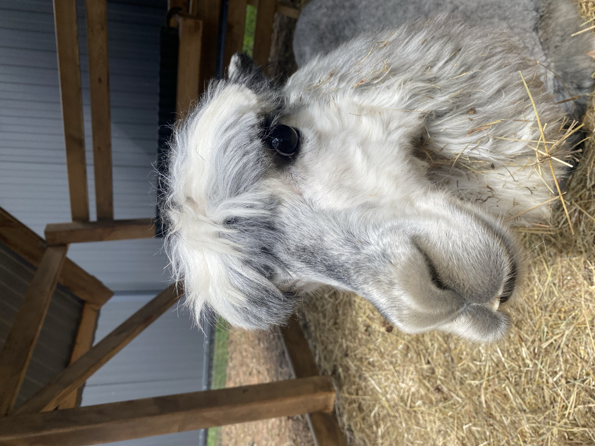 This scene, located in the city of Tyumen, Russia, depicts a close-up, eye-level view of the head and upper body of an alpaca or llama. The animal is predominantly grey and white, resting on a bed of dry, yellowish hay. Its dense fur displays mottled shades of grey, particularly around its large, dark, and highly reflective left eye, which is directed towards the viewer. A prominent white fringe of fur covers its forehead, while its muzzle features soft, light-grey fur, revealing a single lower incisor slightly protruding. Strands of hay are embedded within the fur on its neck and lower body. In the background, to the left, a wooden shelter structure composed of vertical posts and a diagonal beam is visible, beyond which appears to be green ground cover and a light-grey corrugated metal building. To the right, horizontal wooden slats form a barrier or fence, backed by a dark grey corrugated metal wall.