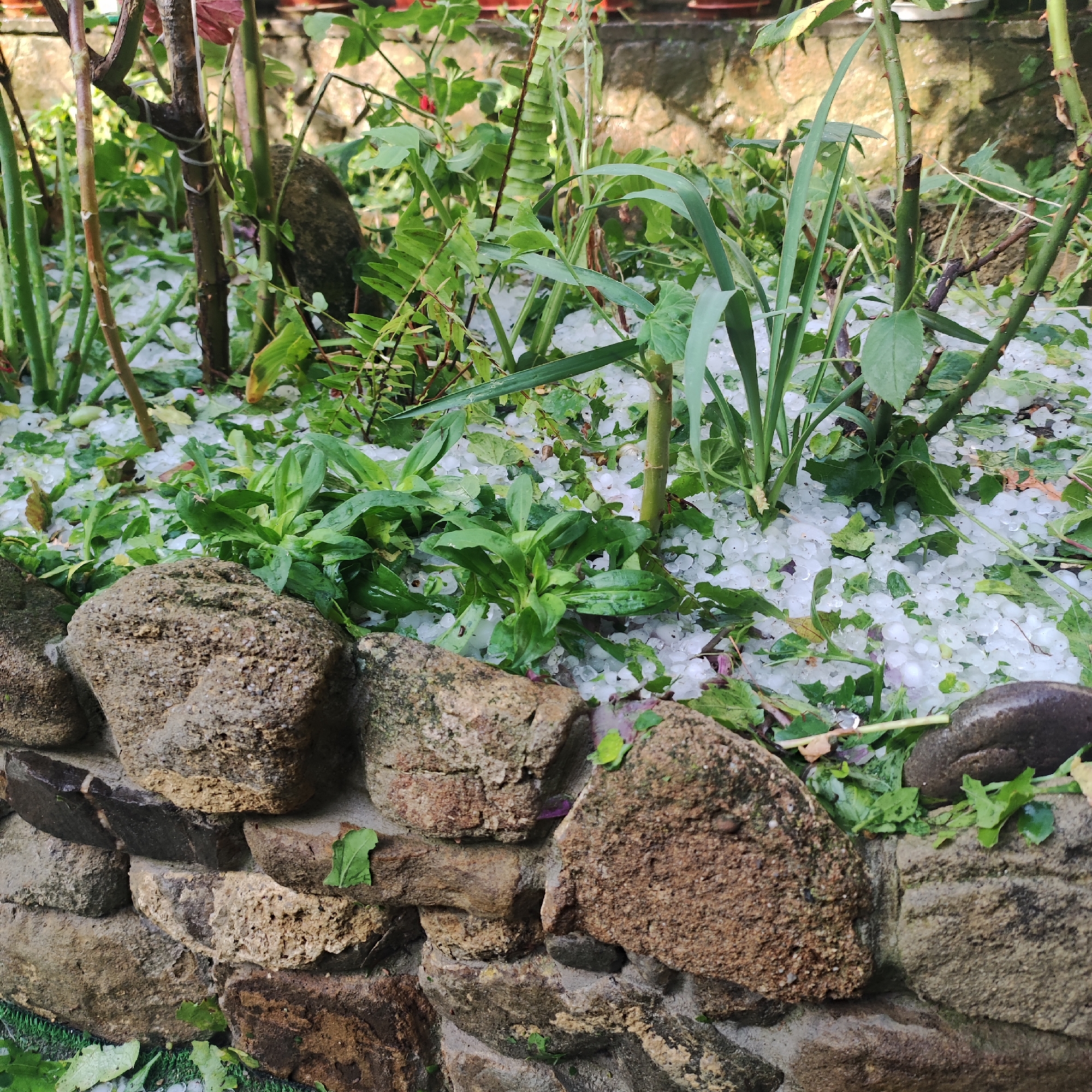 In an outdoor garden setting, a thick layer of hailstones covers the ground and lower parts of plants. The hailstones are small, round, and white, varying in size. Lush green plants, with some leaves appearing slightly damaged or bent, are interspersed with the ice. Several thin, brown plant stems and thicker, rough-textured brown rocks form part of the foreground and mid-ground. The rocks are arranged to create a low border or wall. The background is blurred, suggesting a natural or garden environment with hints of stonework and possibly pots. The lighting indicates it is daytime.