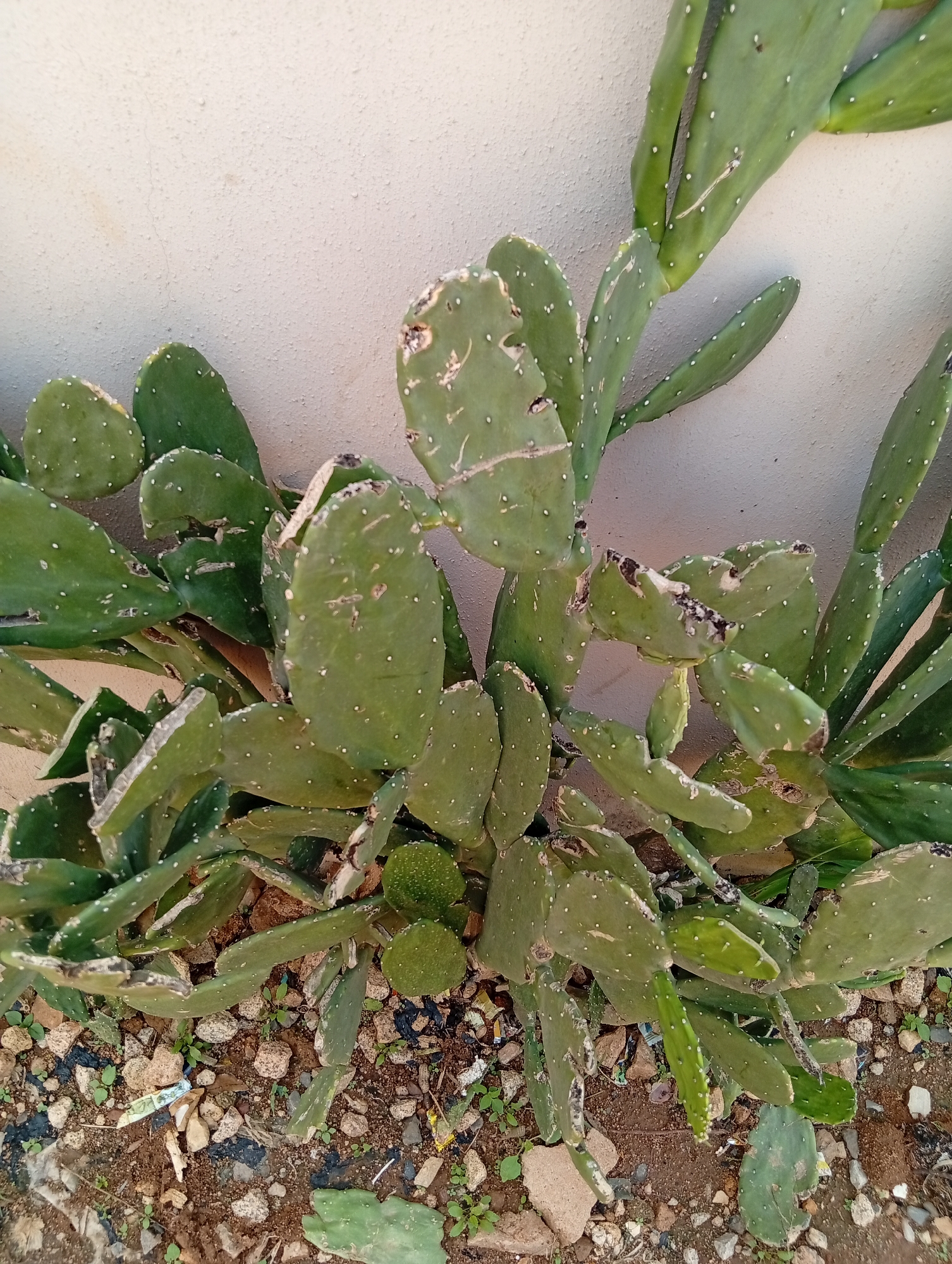The image shows a prickly pear cactus plant growing outdoors against a textured, off-white wall. The cactus has broad, flat, green pads with small white dots, indicating the presence of glochids (small spines). Some of the pads show signs of damage or discoloration, with darker, rough patches. The base of the cactus is planted in rocky, sandy soil interspersed with small green shoots and scattered debris. The lighting suggests it is daytime. The location is identified as Jos, Nigeria.