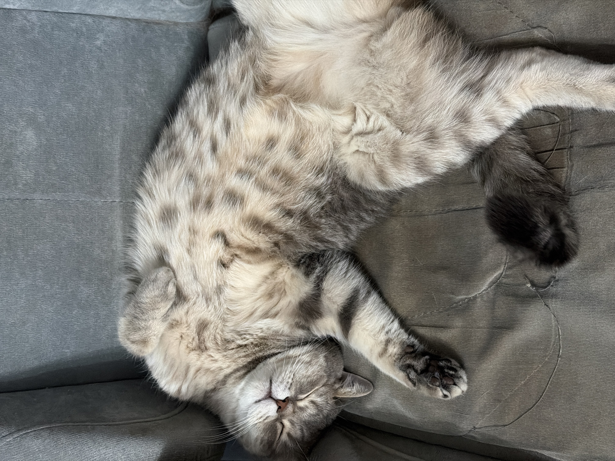 A domestic cat lies on its back on a grey couch. The cat is light grey with darker grey markings and black paws. Its eyes are closed and it appears to be sleeping. The couch is a solid grey color. The scene is a close-up shot, focusing on the cat. There are no people visible. The environment is indoors. The location in the city of Chaikovsky, Russia is unknown.