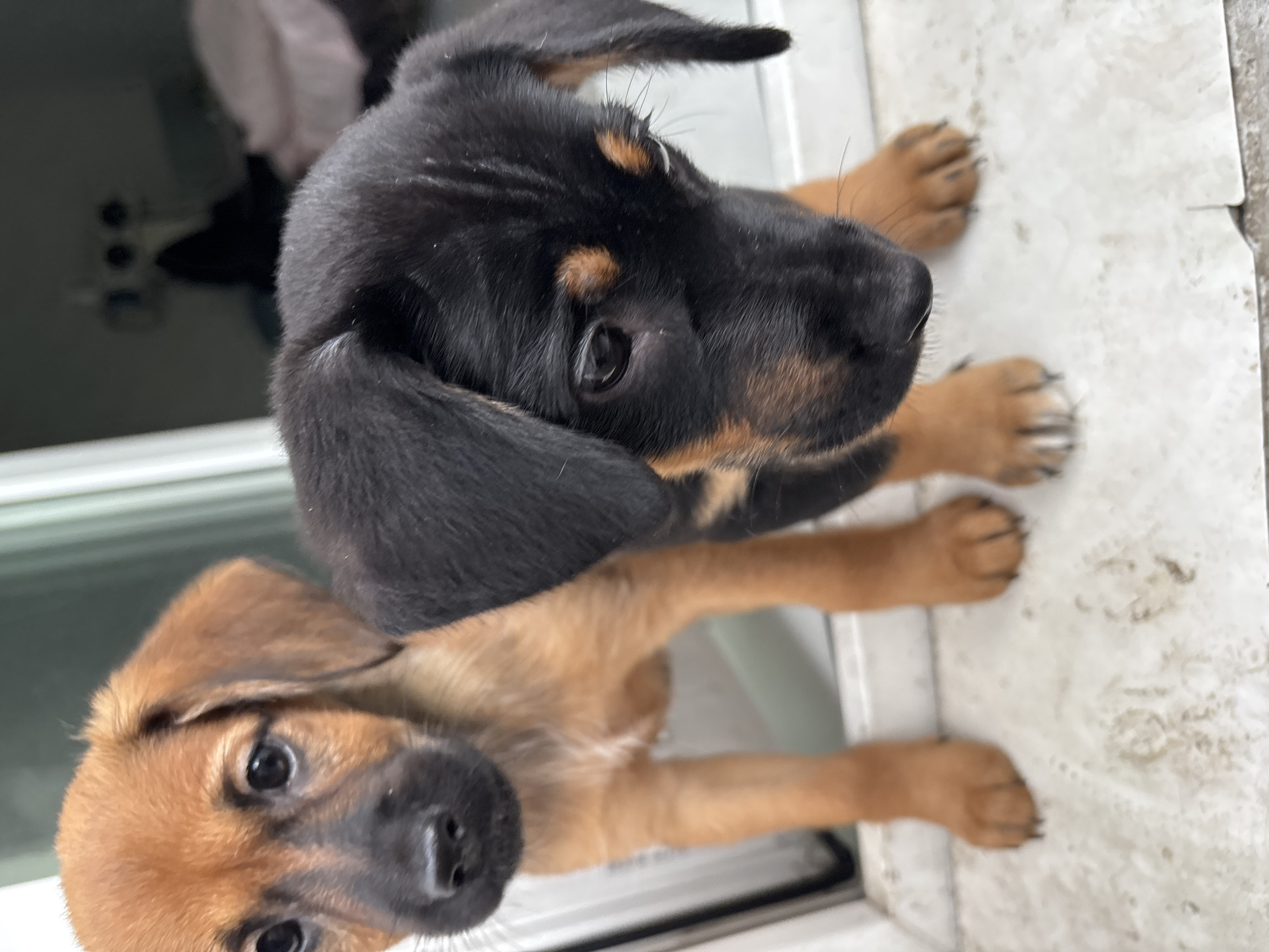 Two puppies, one light brown and one black and tan, are the subjects of this outdoor, close-up photograph. The puppies are positioned in the foreground, facing towards the viewer and slightly to the right. The light brown puppy is on the left, with its head tilted slightly down and to the side. The black and tan puppy is on the right, with its head also tilted down and to the side, partially obscuring the light brown puppy. Both puppies have dark eyes and wet noses. Their fur appears short and somewhat damp. They are standing on a tiled surface that has visible dirt or paw prints. In the background, a blurred white structure, possibly a doorway or window frame, is visible. Further in the background, a dark, out-of-focus area suggests an indoor environment with some objects that are difficult to discern. The lighting appears to be natural, coming from above and slightly to the front.