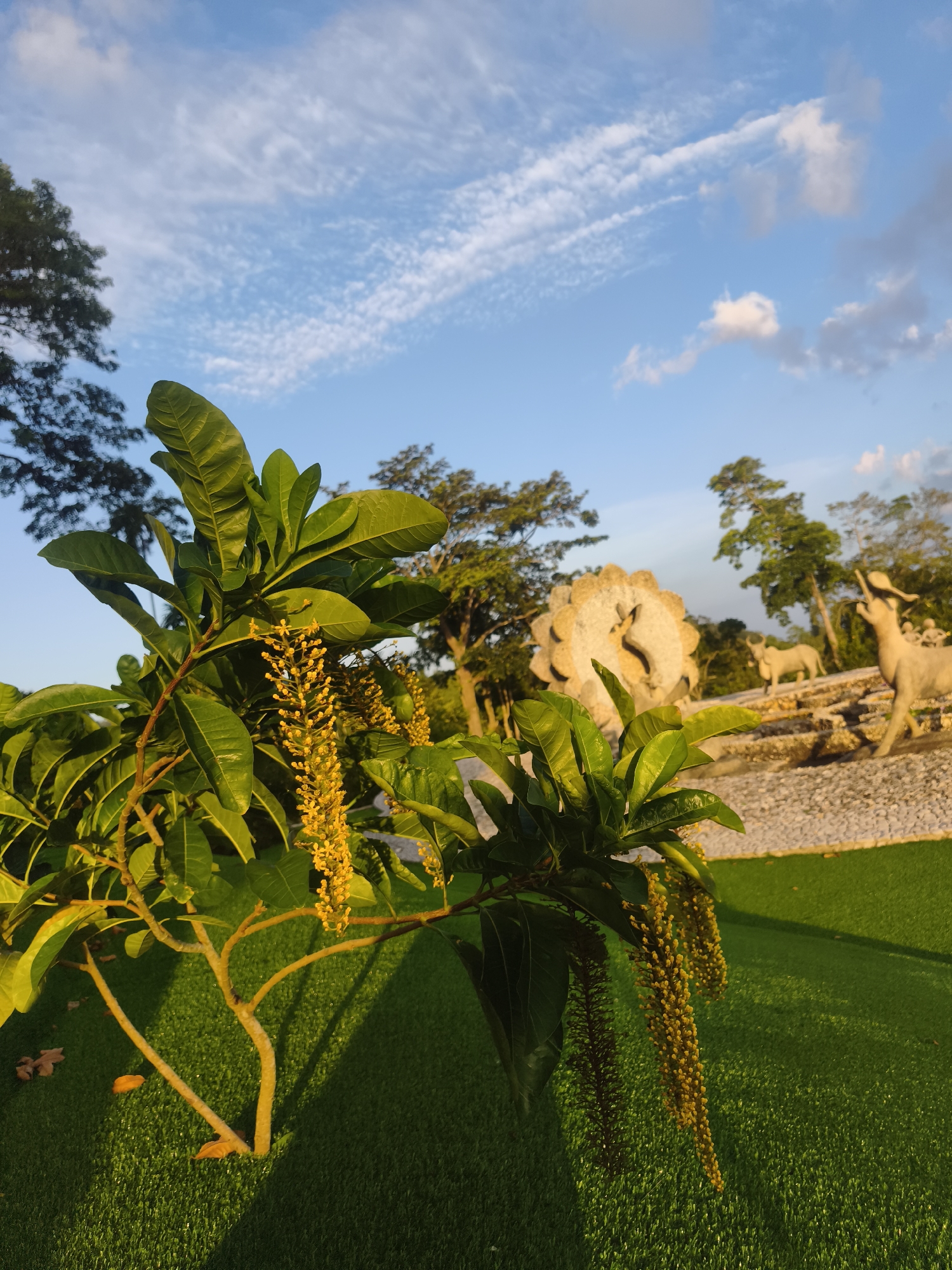 This is a photograph taken at sunset in the city of Ko Samui District, Thailand. The foreground features a branch with lush green leaves and clusters of small yellow flowers, casting a shadow on the vibrant green artificial grass below. In the background, there are several white concrete sculptures, including one that appears to be a circular motif with animal figures, and another resembling a grazing animal. Tall trees line the horizon under a partly cloudy blue sky. The lighting suggests the golden hour, with warm tones illuminating the scene.
