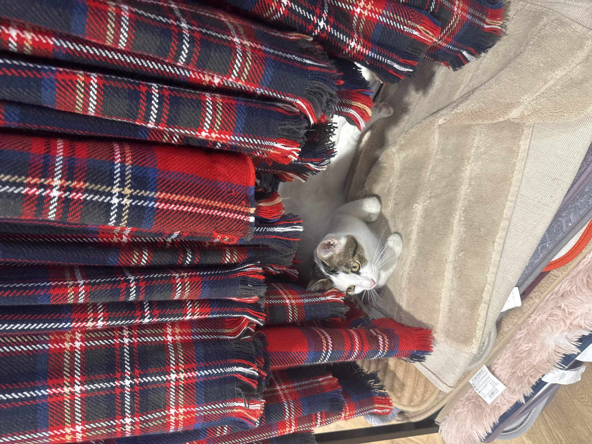The image presents an overhead view of a cat amidst a display of various textiles. On the left side of the frame, a prominent stack or row of plaid fabrics, likely blankets or scarves, is arranged horizontally. These fabrics feature a classic tartan pattern with dominant red and dark blue squares, intersected by white and thin tan/gold lines. The edges of these fabrics are frayed, characteristic of fringed scarves or blankets.
A domestic cat, with white fur and patches of brown and grey on its head and back, is nestled in the lower central part of the image, emerging from behind or within the plaid items. The cat's head is tilted upwards and to the right, with its greenish-yellow eyes wide and appearing curious or alert. Its white whiskers are clearly visible.
To the right of the cat and the plaid fabrics, other textiles are visible. A large section of a textured beige or tan fabric, resembling a bathmat or rug, occupies the middle-right. Further to the right, a fluffy, light pink or peach-colored rug or fabric is seen. Several white product tags are attached to these items. One tag on the pink fabric is partially legible, showing "MADE IN INDIA" and care symbols, along with text that appears to include "OEKO-TEX®" and "STANDARD 100".
The scene suggests an indoor setting, likely a retail environment such as a home goods store or a department store section for linens, given the organized display of merchandise and visible product tags. The lighting is bright and even, indicating daytime. The cat appears to be exploring or temporarily residing within the textile display.