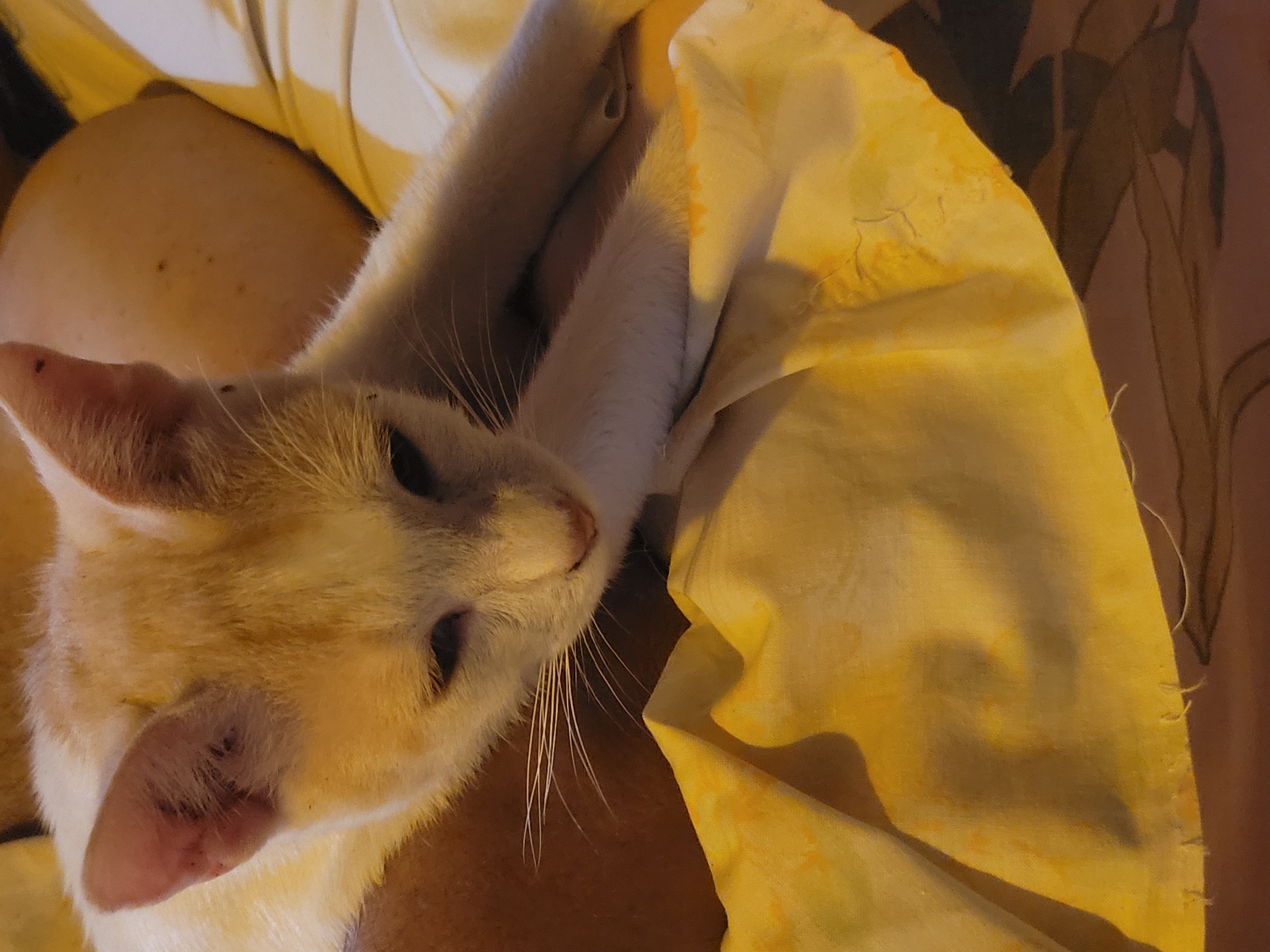 A medium-close shot shows a light-colored cat resting on what appears to be a person's lap. The cat, primarily white with light orange-brown patches, is facing the upper left of the frame. Its eyes are partially closed, and its head rests on its paws, which are also visible. The cat's fur is visible, as are its whiskers. Part of the person's shoulder and arm are visible, and they appear to be wearing a light-colored shirt. Adjacent to the cat, there's a yellow, wrinkled fabric. In the background, there are indistinct brown shapes.
