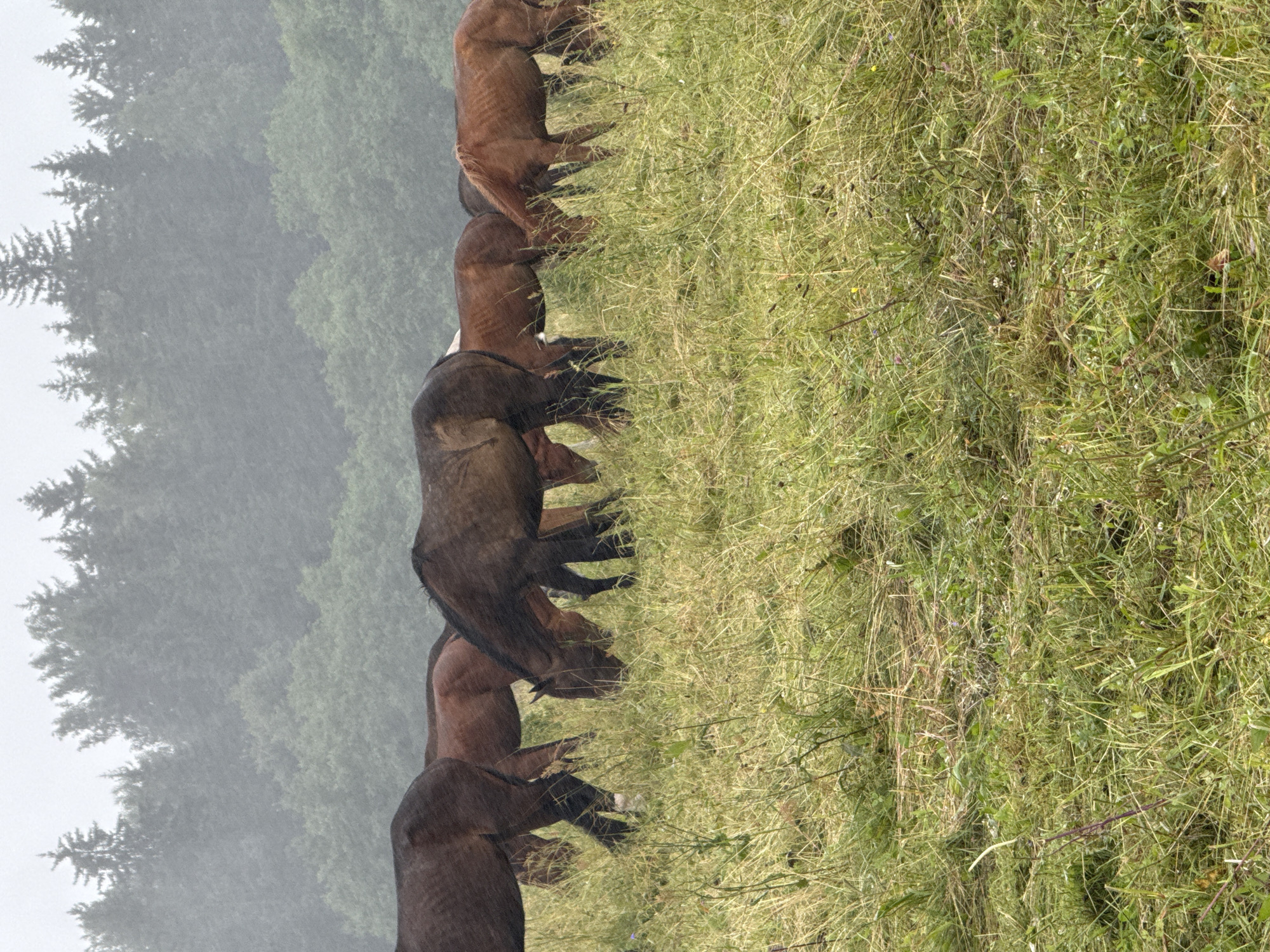The image depicts a herd of horses grazing in a field with a forest in the background. The horses are of various shades of brown, and some have darker manes and tails. They are spread out across the grassy meadow, with their heads down as they eat. The field appears to be covered in a mix of green grass and dry hay, suggesting it might be late summer or early autumn. The trees in the background are dense and lush, forming a dark green backdrop against a hazy, overcast sky. The overall atmosphere is tranquil and natural. The scene is set in Galinė, Lithuania.