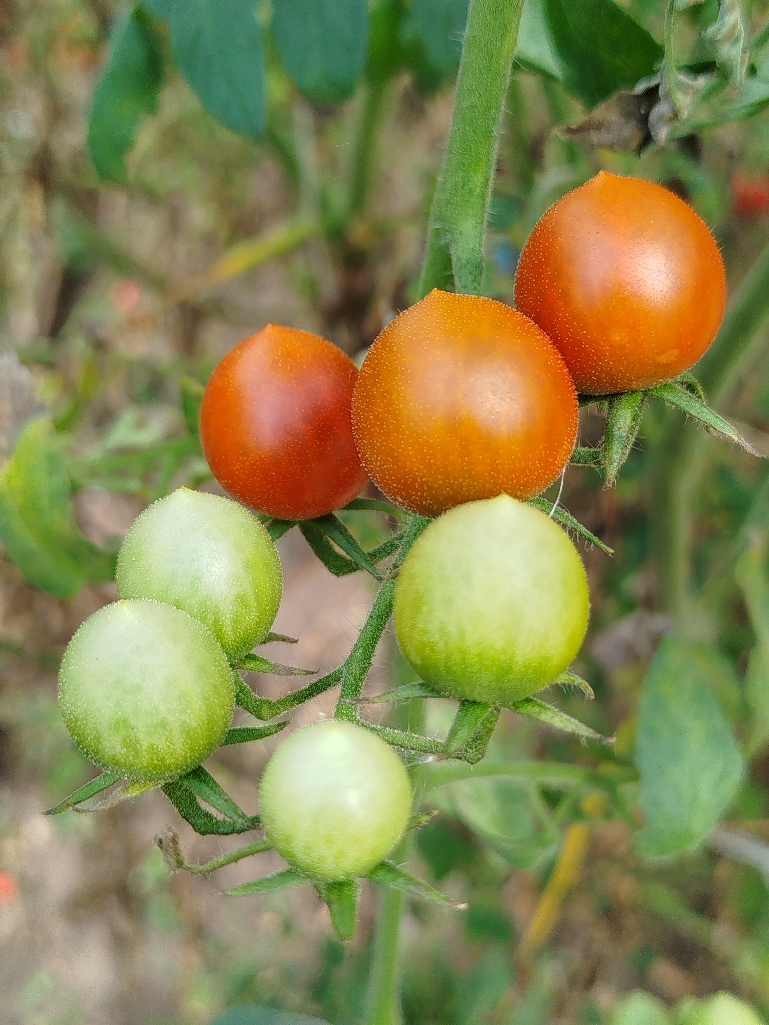 In the city of Chkalovskoye, SNT, Russia, this image captures a close-up of a tomato plant branch with several cherry tomatoes at various stages of ripeness. Three of the tomatoes are a vibrant orange-red, indicating they are ripe or nearly ripe. These are situated at the top of the cluster. Below them, four green tomatoes are visible, some fully green and others with a slight blush of color. The tomatoes are clustered closely together on a green, fuzzy stem. The background is a blur of green leaves and brown soil, suggesting an outdoor garden setting. The lighting is natural, highlighting the texture of the tomatoes' skin, which appears to have tiny dots.