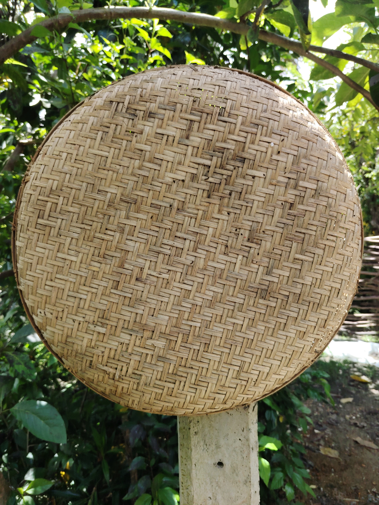 The image primarily features a large, round, flat woven bamboo tray or winnowing basket, prominently displayed in the center. The basket exhibits a detailed diagonal twill weave pattern, showcasing various natural shades of light brown and beige bamboo strips. Its surface appears slightly textured, with some darker specks embedded within the weave.
The basket is positioned outdoors, seemingly resting on top of a grey concrete pillar or post, a portion of which is visible at the bottom of the frame. The background is dominated by lush green foliage, consisting of various leaves and branches from trees or bushes, which are partially blurred, creating a sense of depth.
The scene is set during the daytime under sunny conditions, as indicated by the bright light filtering through the leaves, creating strong highlights and dappled shadows across the foliage and faintly on the basket itself. No specific activity is depicted; the basket appears to be stationary, possibly air-drying or stored in this natural setting. There are no people or discernible text in the image. The overall atmosphere is calm and natural, highlighting traditional craftsmanship against a vibrant green backdrop.