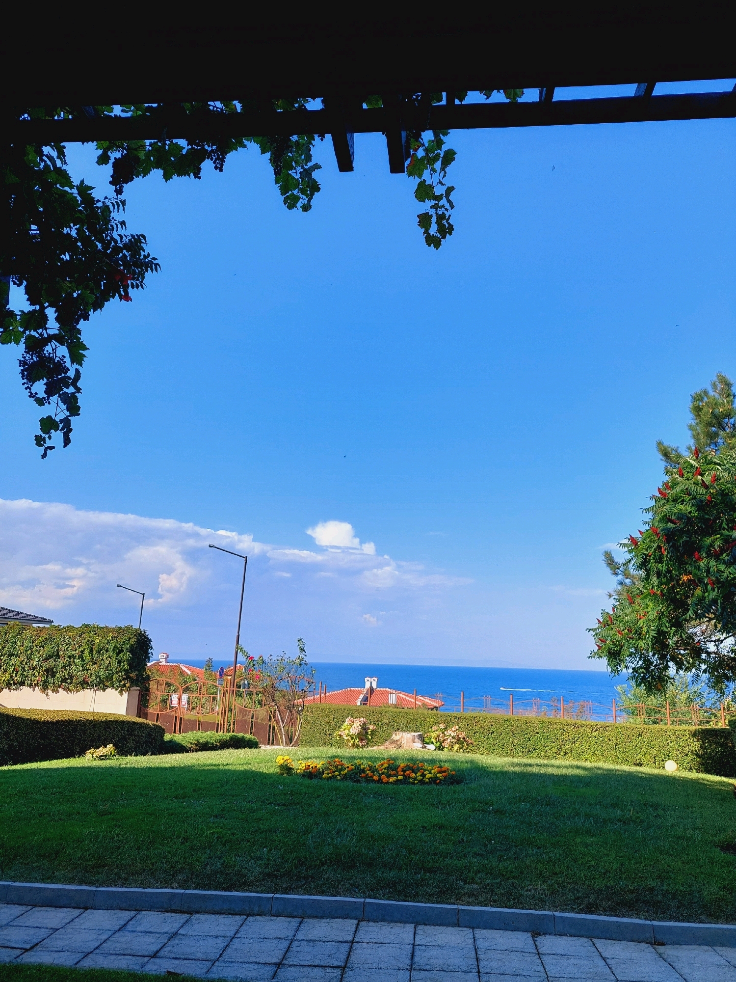 This is a photograph of a coastal scene in Sozopol, Bulgaria, taken from a slightly elevated perspective. In the foreground, a neatly manicured green lawn is bordered by a stone pathway. A flower bed with orange and yellow flowers is visible in the middle ground. Beyond the lawn, a hedge forms a boundary, behind which are some buildings with red-tiled roofs and a decorative metal fence. Two street lamps are also present in this area. The middle ground also features a large tree with green foliage and red berries on the right side of the frame. In the background, the bright blue sea stretches out to the horizon, meeting a clear blue sky with a few scattered white clouds. The sea is calm, with a faint white line on the surface that might indicate a distant boat or wake. Overhead, dark green vines hang down from a wooden structure, framing the top of the image. The overall impression is one of a tranquil summer day in a well-kept garden overlooking the sea.