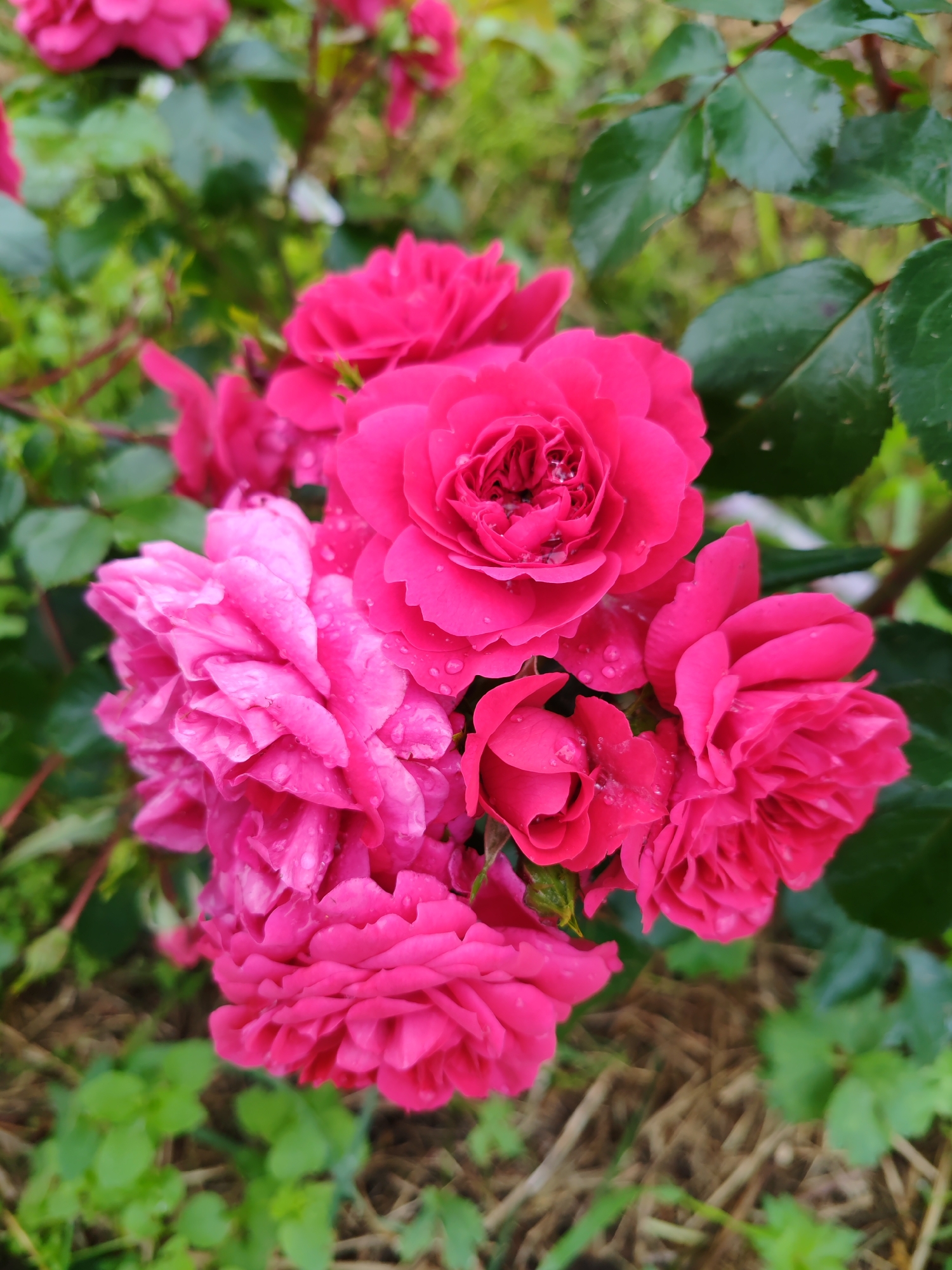 A close-up, overhead shot captures a cluster of vibrant, fuchsia-colored roses. The roses are in various stages of bloom, with some fully open and others still budding. Dewdrops glisten on the petals of the roses, suggesting recent rain or mist. The background is a soft blur of green foliage and brown ground cover, indicating an outdoor garden setting. The image was taken in Chukhlem, Russia.