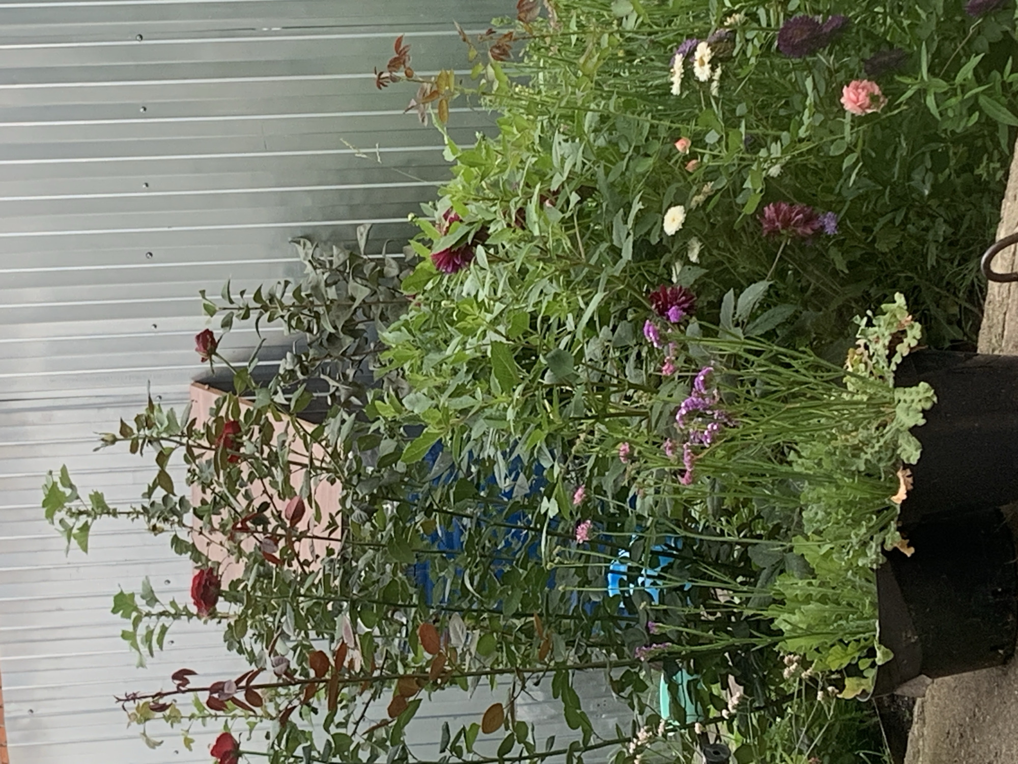 A medium shot captures a lush garden scene against a corrugated metal fence. The garden is densely planted with a variety of flowers and greenery. Prominent among the flora are rose bushes with dark red and lighter pink blooms, alongside bushy plants bearing purple and white flowers, possibly dahlias and asters. Some of the plants are in black pots. The background features a blue object, possibly a barrel, and a pink wooden structure, perhaps a birdhouse or feeder, is partially visible behind the rose bushes. The overall impression is one of a vibrant, well-tended garden. The location is specified as Столбище, Russia.