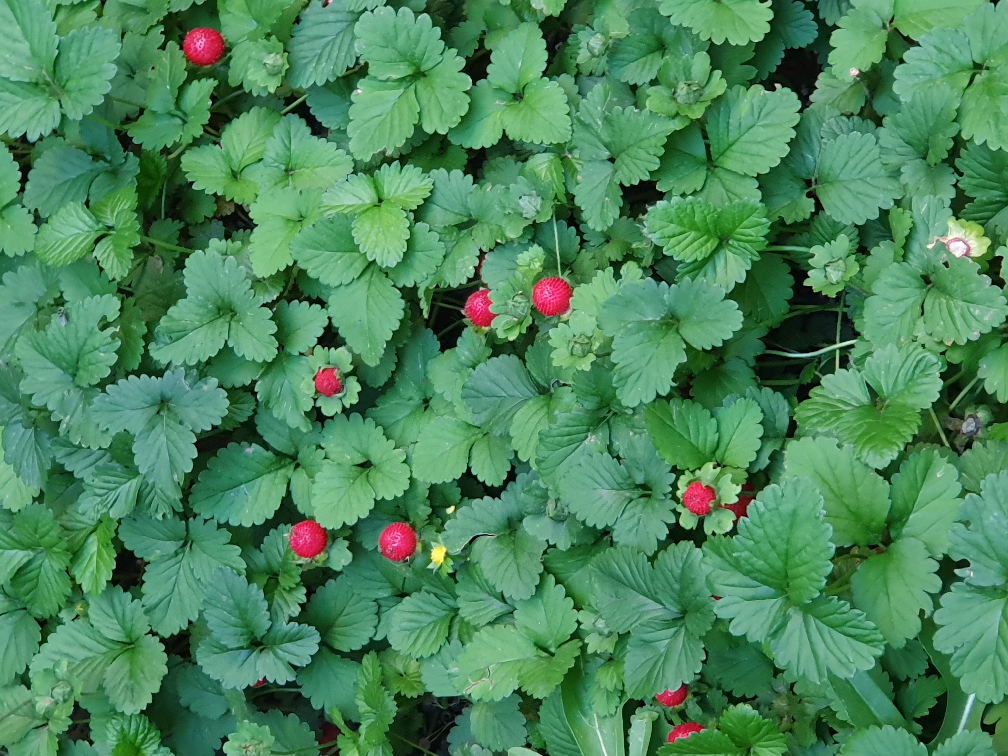 This is a high-angle, close-up shot of a bed of lush green strawberry plants in an outdoor setting. Several small, red wild strawberries are visible, interspersed among the leaves. One yellow flower is also present. The overall impression is one of natural growth and abundance.