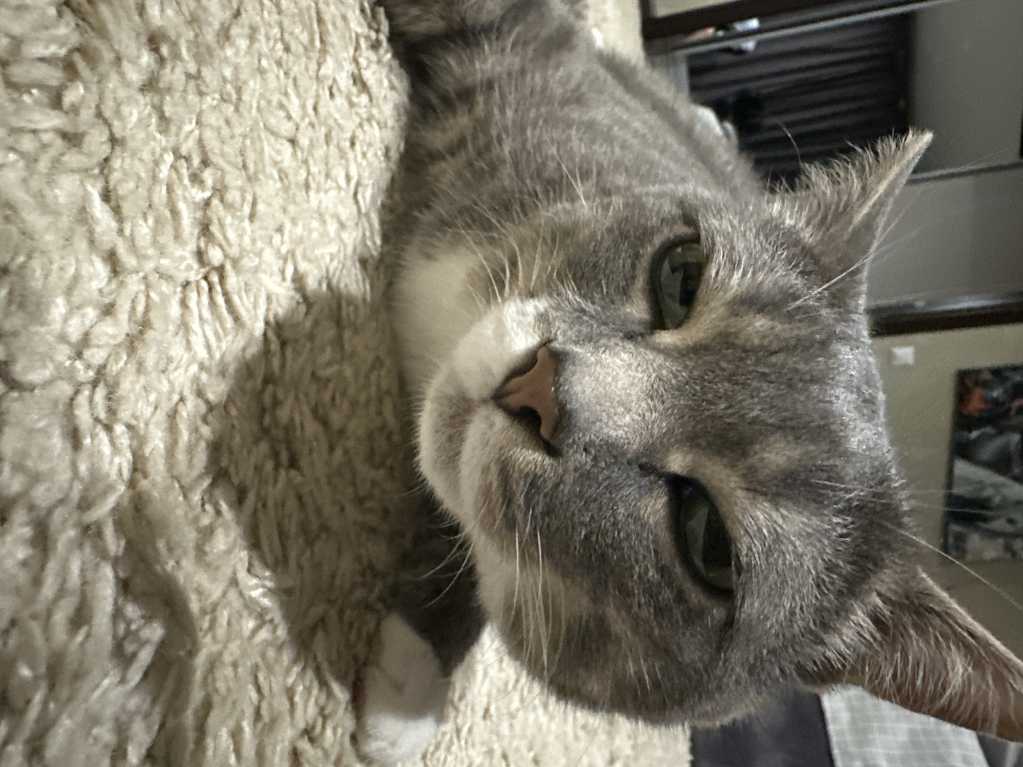 A close-up, eye-level shot features a grey tabby cat lying down on a fuzzy beige carpet. The cat's head is angled slightly toward the right of the frame, with its green eyes narrowed and looking directly at the camera. Its fur is a mix of grey and black tabby stripes, with white markings on its chest and a white tip on its right front paw, which is visible near the bottom right corner of the image. The cat's nose is a soft pink, and its whiskers are long and white. The background is blurred, showing a hint of a dark curtain on the left and a lighter-colored wall or furniture on the right, suggesting an indoor setting. The lighting is soft, casting a gentle shadow of the cat on the carpet. The overall impression is one of a relaxed domestic animal in a comfortable indoor environment.