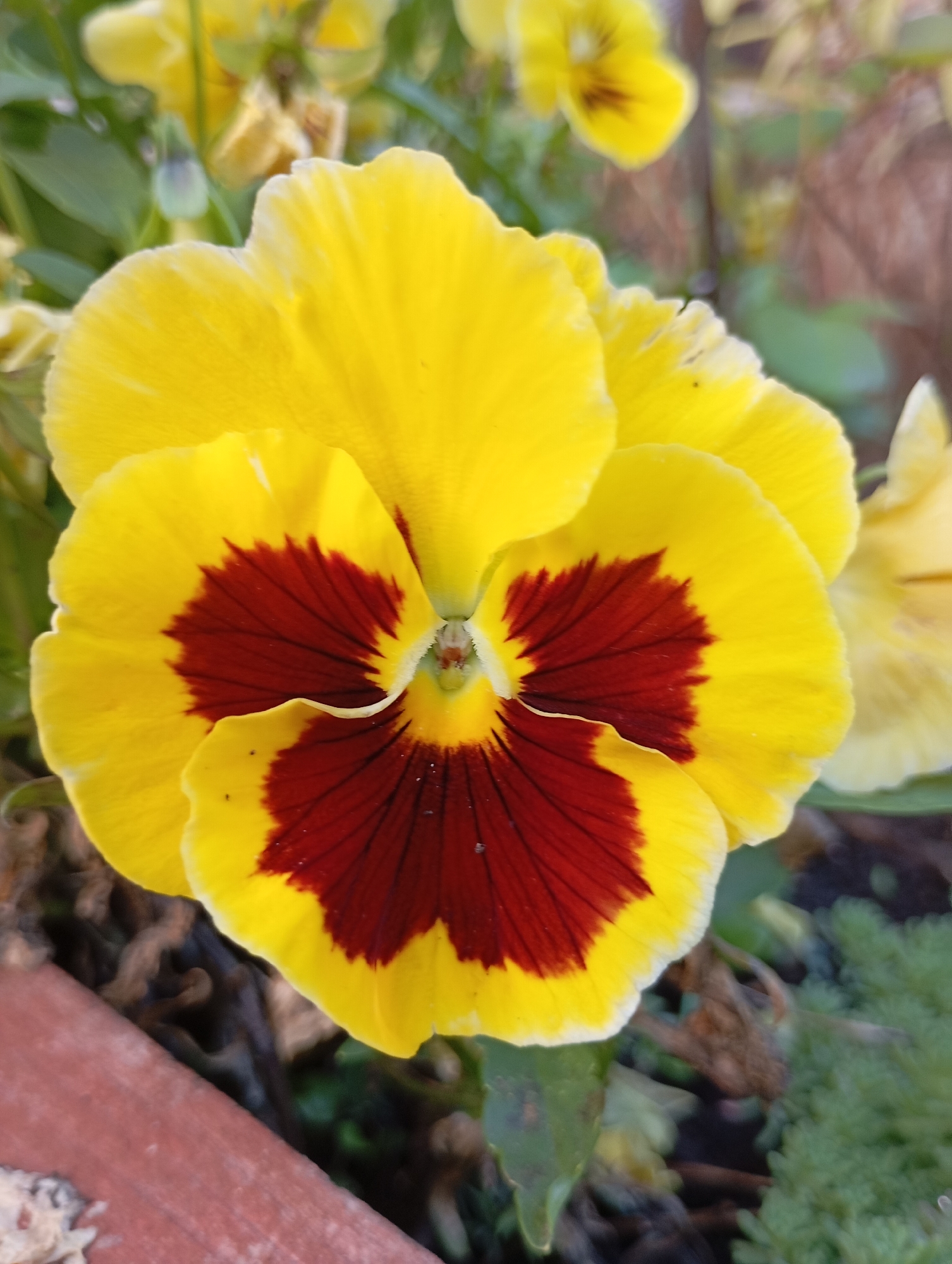 A close-up, eye-level shot shows a yellow pansy with a dark red center. The flower's petals are layered and slightly ruffled at the edges. The red markings on the petals are deep and radiate outwards with fine, dark lines. The center of the flower is a lighter yellow and green, with visible stamens. In the background, other yellow pansies and green foliage are out of focus. The bottom left of the image features the corner of a reddish-brown object, possibly a flower pot or planter, with a textured surface. The scene appears to be an outdoor garden setting. The image was taken in the city of Fokino, Russia.