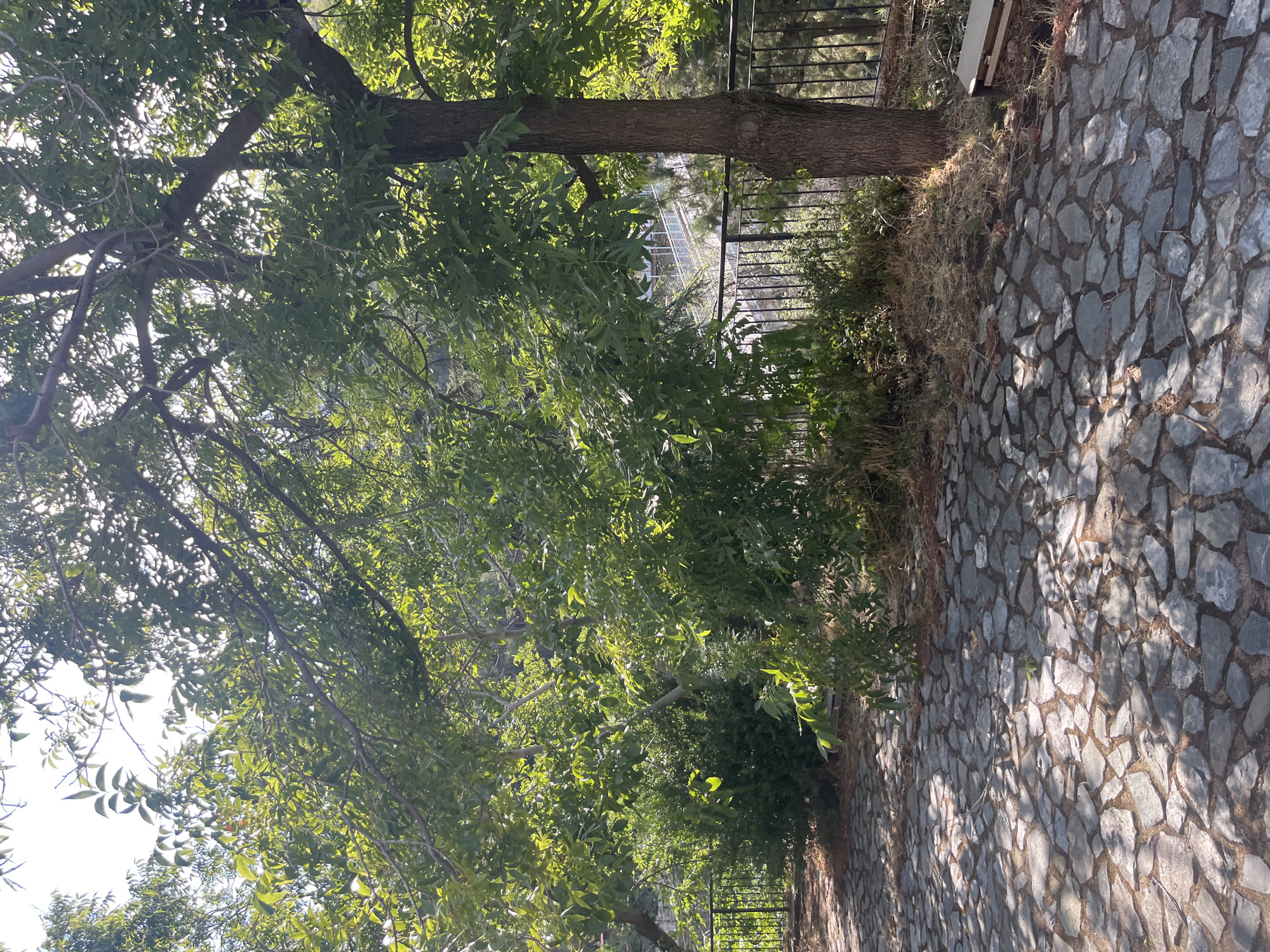 The image shows a paved walkway made of irregular grey stones, dappled with sunlight and shadow. To the right of the walkway is a tree with a thick, brown trunk and a canopy of green leaves. Behind the tree, a black metal fence runs along the edge of a slope covered in dry grass and vegetation. Beyond the fence, a building with white elements and a walkway or bridge structure is visible through the trees. In the background, more trees and greenery are present, suggesting an outdoor setting in a natural or park-like environment. The overall impression is of a sunny day in a peaceful, slightly overgrown area.