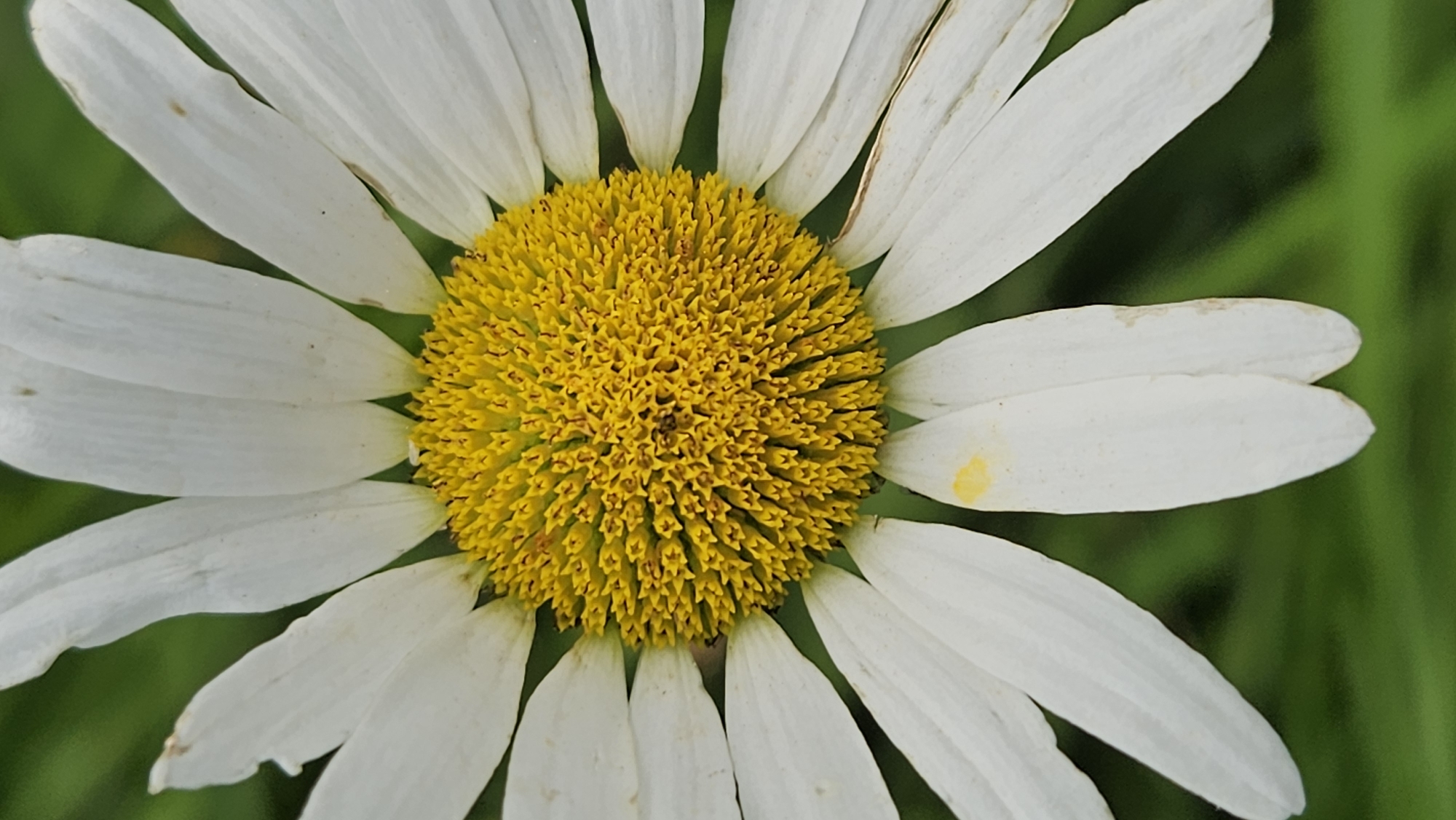 The image is a close-up, vertical shot of a daisy flower. The flower's center is a vibrant yellow, densely packed with small florets. Surrounding the center are numerous white petals, some appearing slightly curled or weathered, with a few faint yellow or brown spots. The background is a soft, out-of-focus green, suggesting foliage. There are no people or other objects visible in the frame. The location in Kapūņi, Latvia, is not discernible from the image itself, as it provides only a close-up view of the flower.