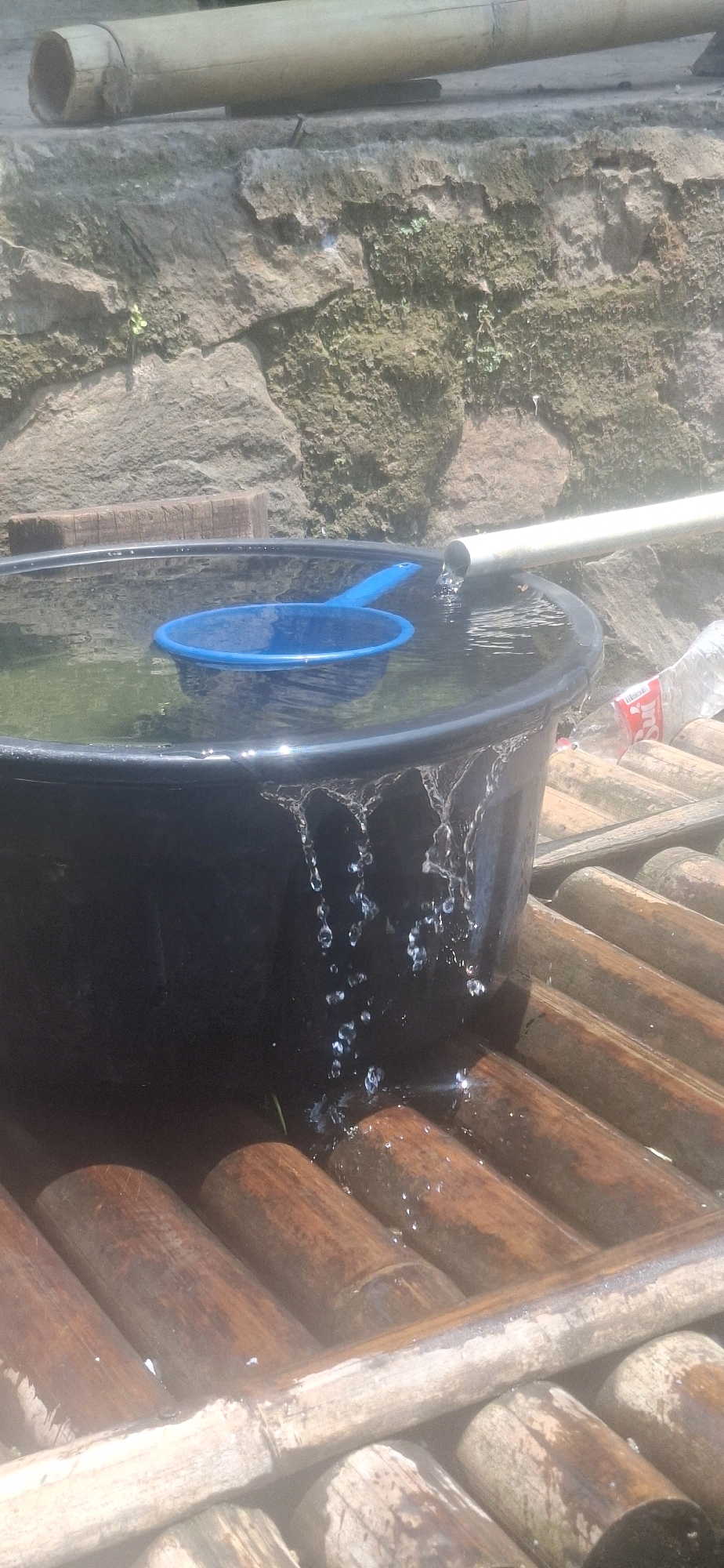 A dark-colored basin filled with water and a blue ladle is positioned on a platform made of bamboo logs. Water is flowing from a pipe into the basin, and some water is spilling over the edge and dripping onto the bamboo. A partially visible plastic bottle with a red label is also on the bamboo platform. Behind the basin is a rough stone wall, some of which is covered in moss. A large, light-colored pipe runs horizontally above the stone wall. The scene appears to be outdoors, under natural light, likely in a humid or wet environment given the water. This scene is located in Cilaku, Indonesia.