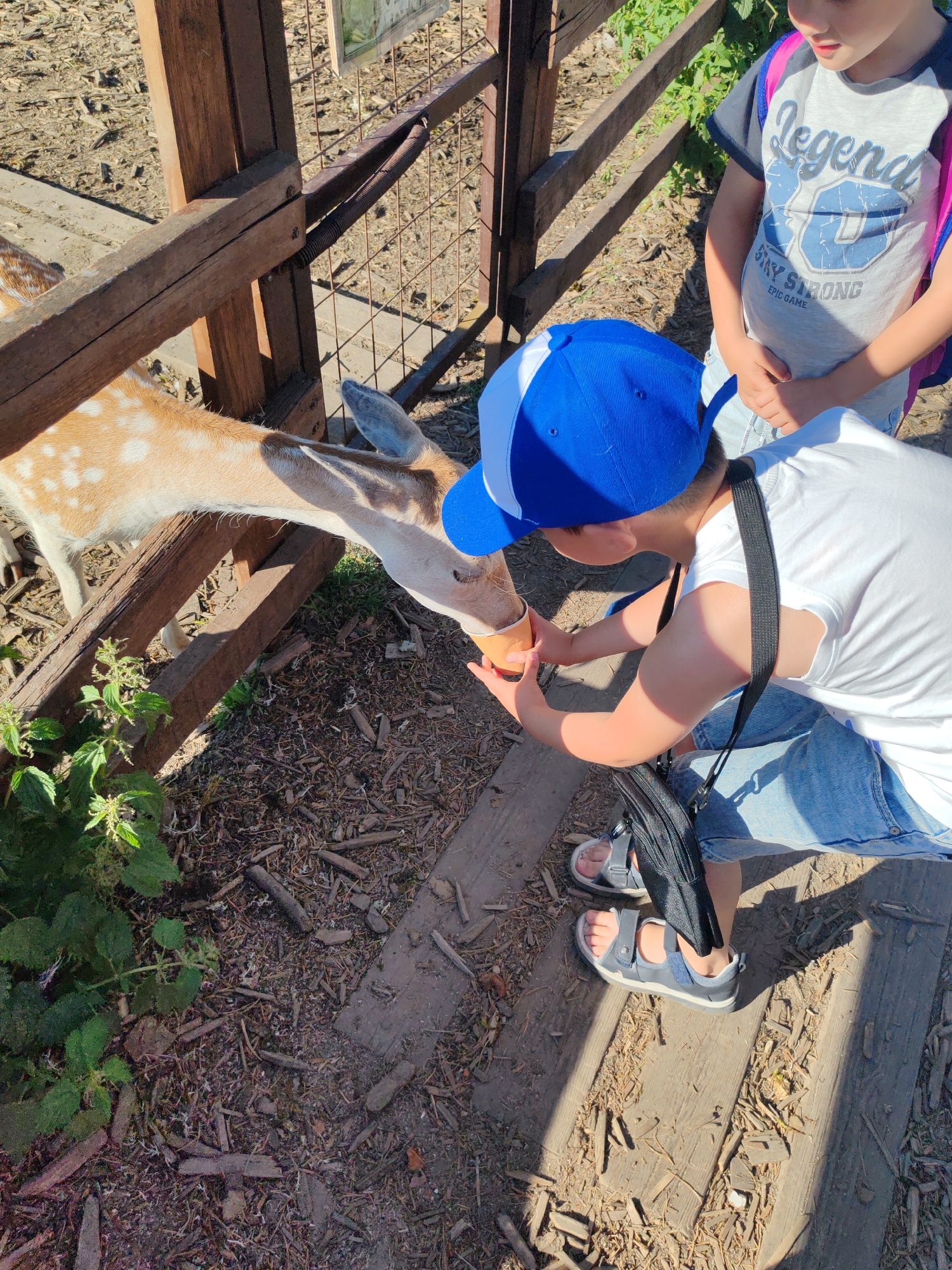 In a zoo enclosure located in the village of Lukashi, Russia, a young boy wearing a blue baseball cap and a white t-shirt kneels down to feed a deer. The deer, with its spotted coat, extends its head through a wooden fence to take food from the boy's hand. The ground within the enclosure is covered with wood chips and debris. Another child, partially visible in the upper right corner, stands observing the interaction.
