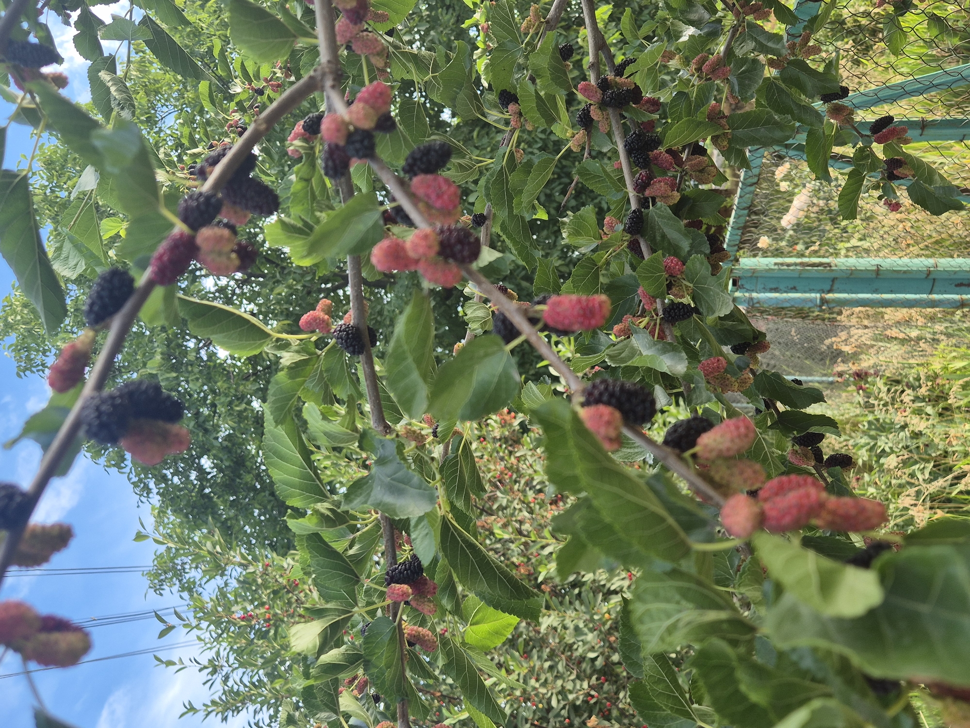 The image shows a close-up of a mulberry tree laden with ripe and unripe mulberries. The berries are a mix of black, deep red, and lighter pink hues, clustered along branches intertwined with green leaves. Some branches are in sharp focus, revealing the textured surface of the mulberries, while others are softly blurred. In the background, more trees and foliage are visible, suggesting an outdoor setting with lush vegetation. A chain-link fence with a turquoise frame is partially visible on the right side of the image, hinting at a cultivated area, possibly a garden or yard. The sky above is bright blue with scattered clouds, indicating fair weather and likely daytime. The overall impression is one of abundance and the natural beauty of fruit-bearing trees. There is no visible text in the image. The scene is set in Sozonivka, Ukraine.