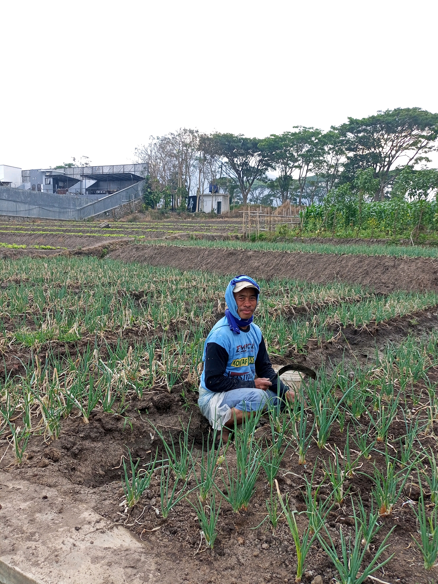 In a terraced field in Batu, Indonesia, a farmer kneels among rows of young green onions, tending to the crops. The farmer, wearing a blue headscarf and a blue and black long-sleeved shirt with white lettering, is crouched down, holding a tool with a curved blade in their right hand. The field is comprised of dark soil and dense rows of green onions, with some stalks showing signs of wilting. In the background, the landscape is dotted with trees and beyond that, a modern building structure with grey walls and covered seating areas. The sky is overcast and bright.